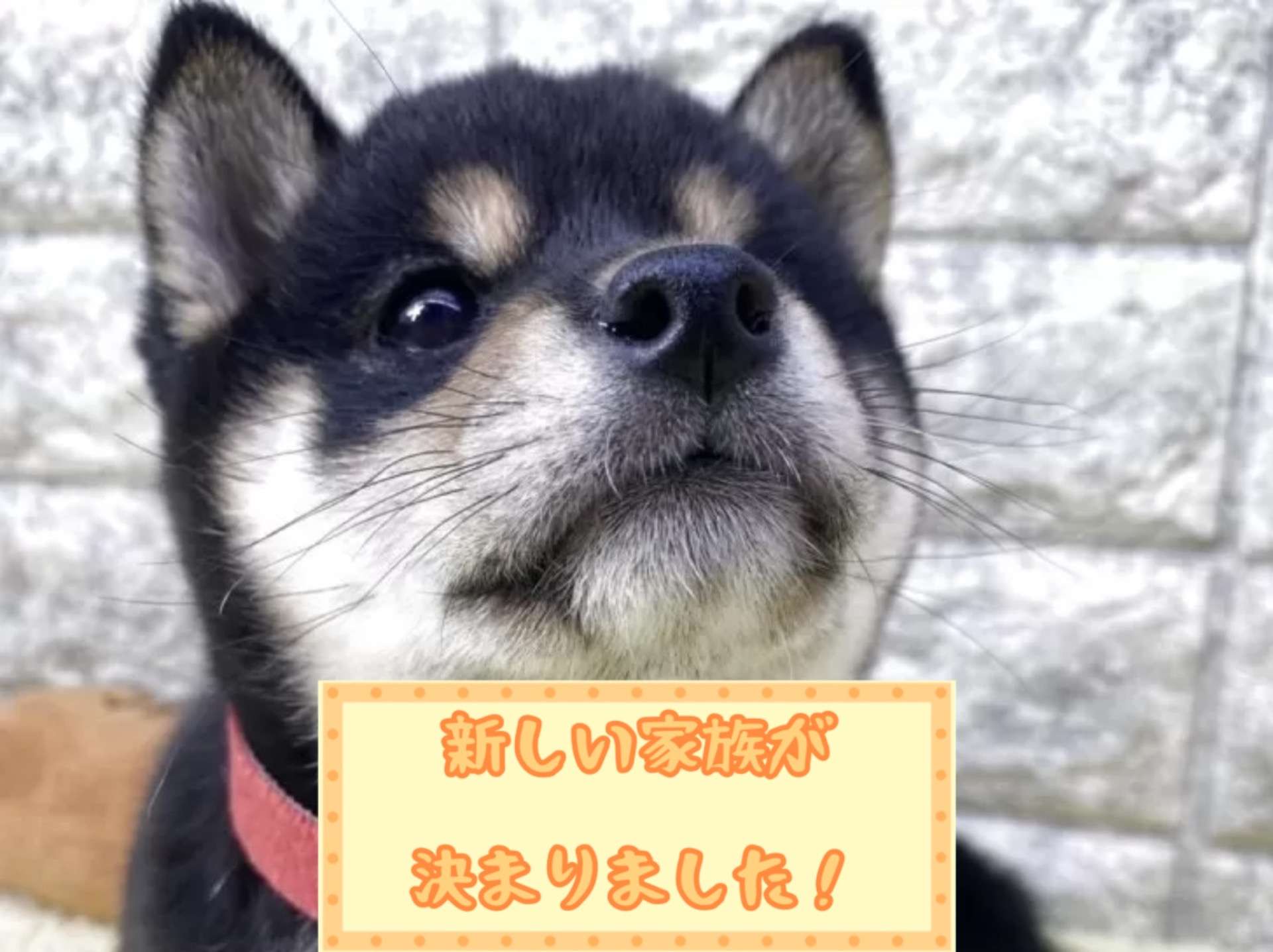 豆柴 | 茨城県のブリーダーならRiver Mountain