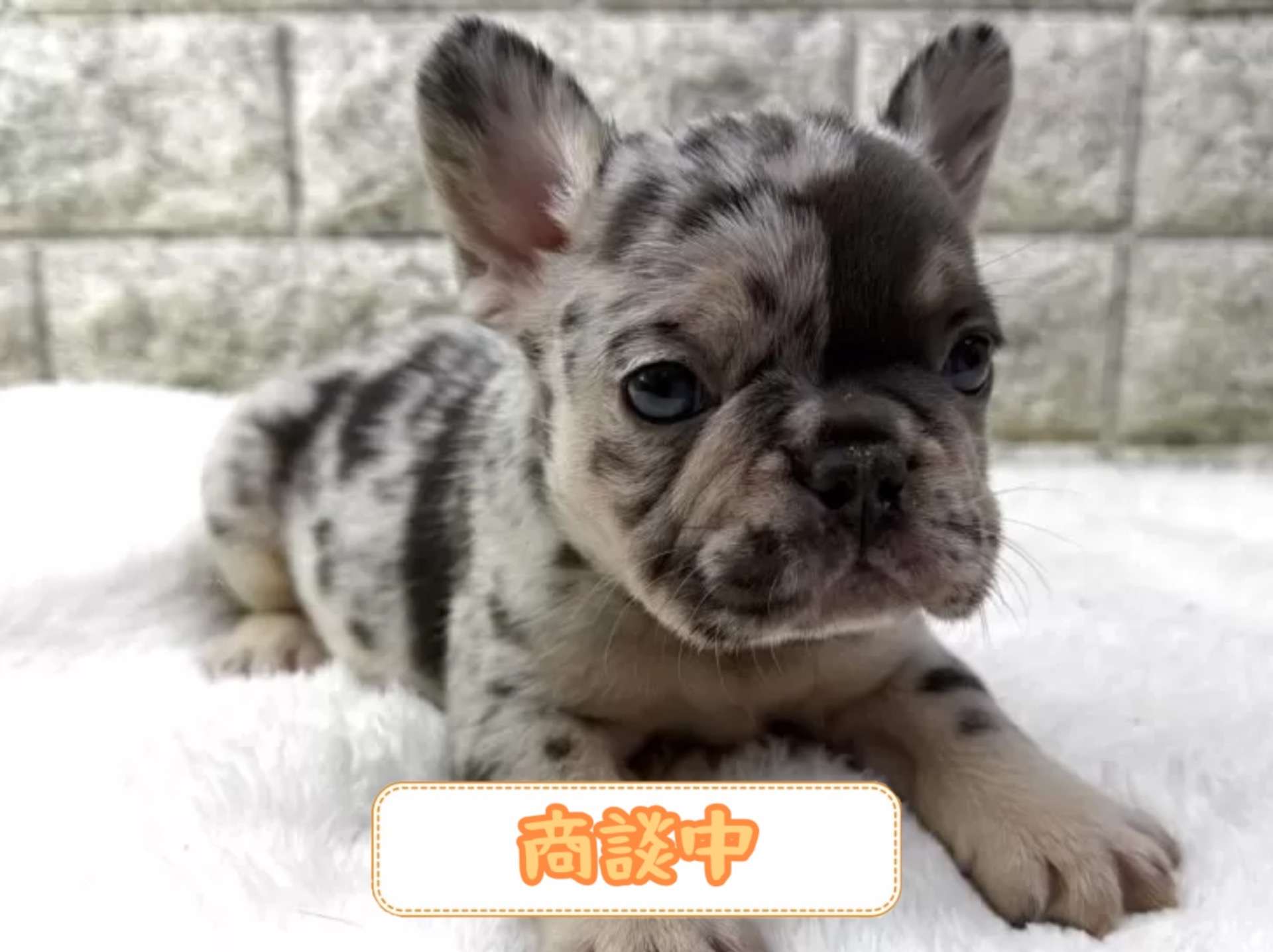 Do　ゾウと小鳥　フレンチブルドッグ フレンチブルドッグ | 茨城県のブリーダーならRiver Mountain