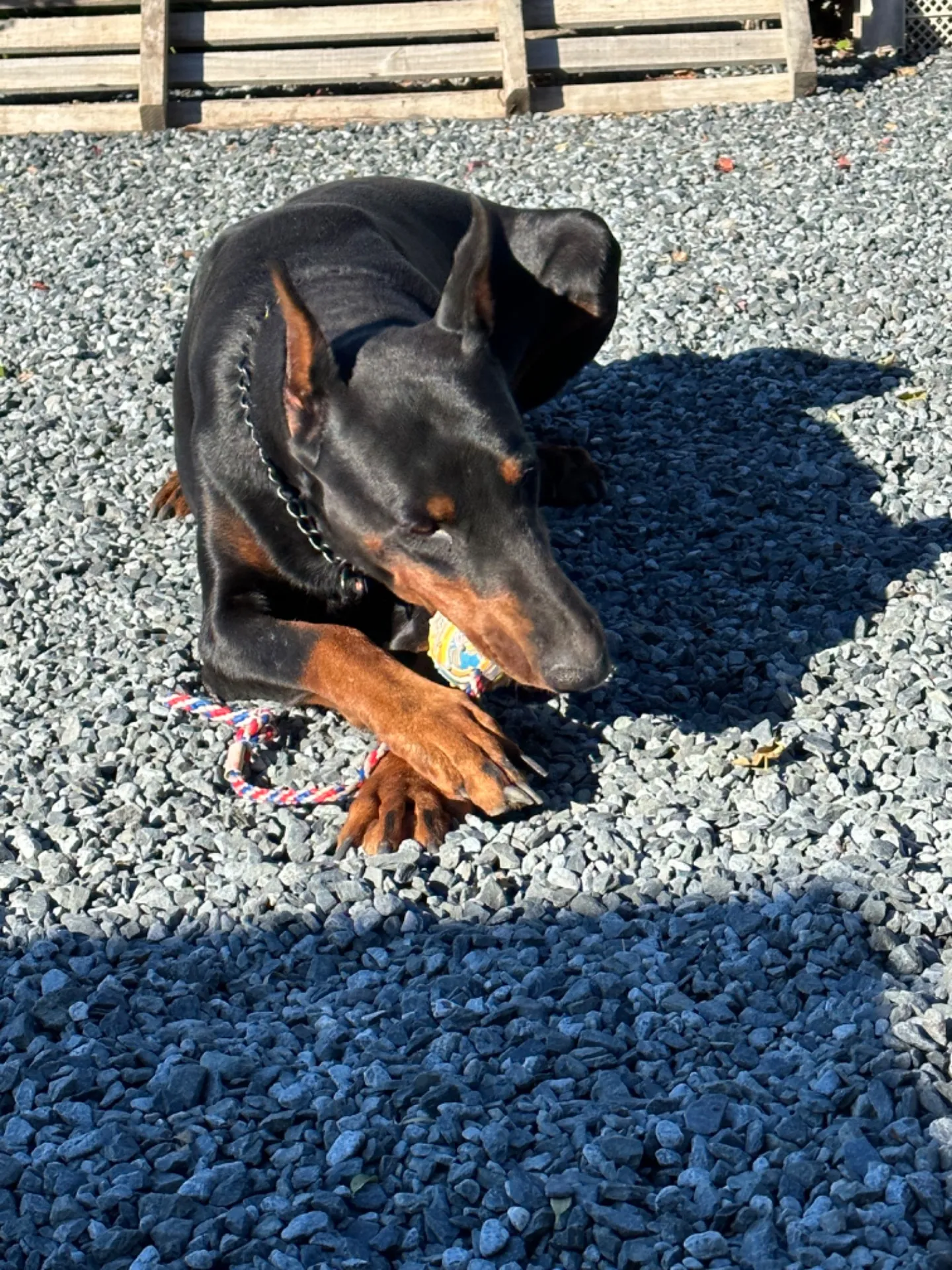 犬種