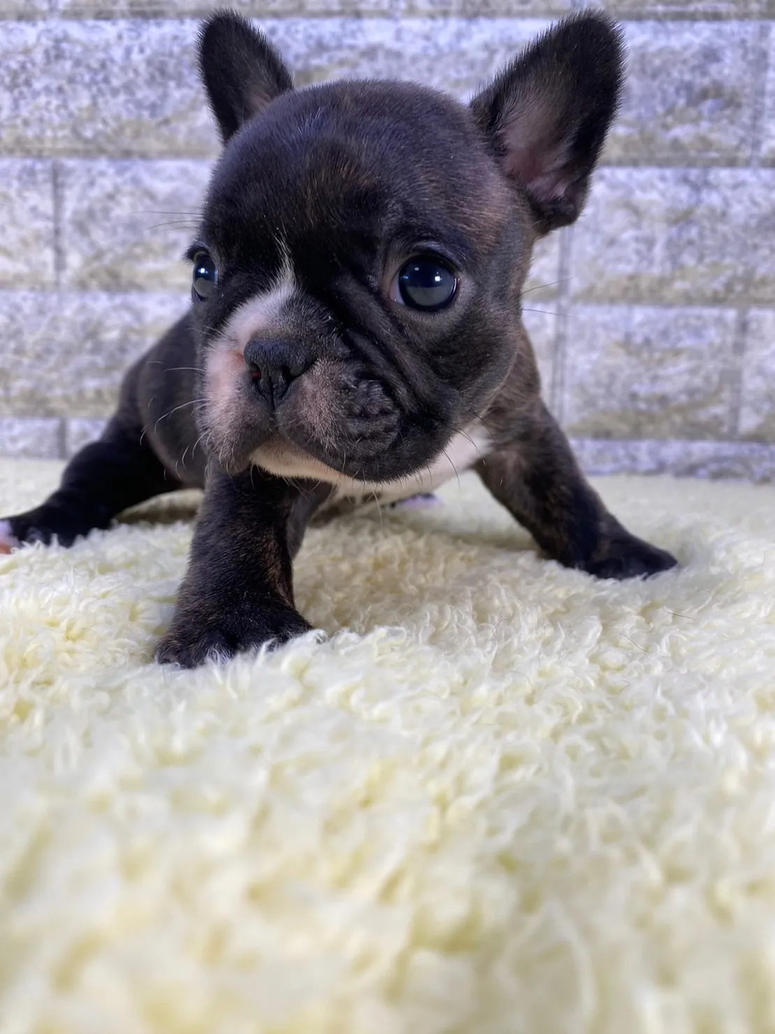 犬種