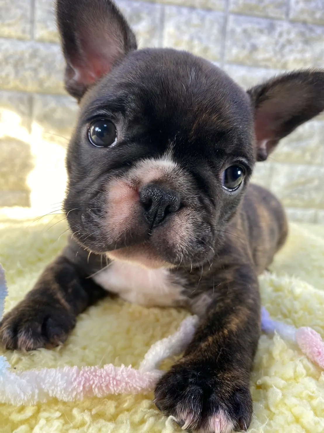 犬種