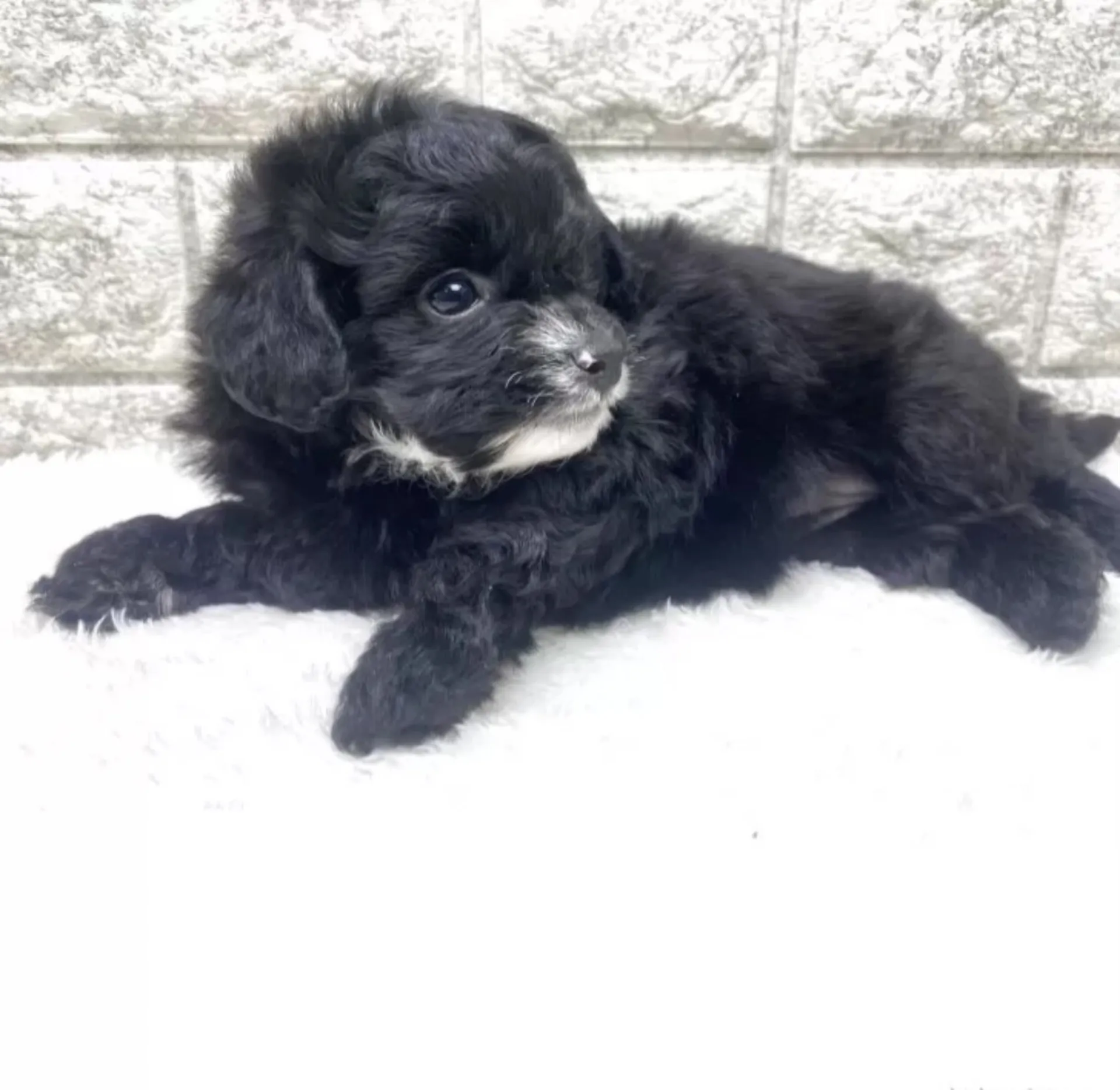 チワプー（チワワ×トイプードル）