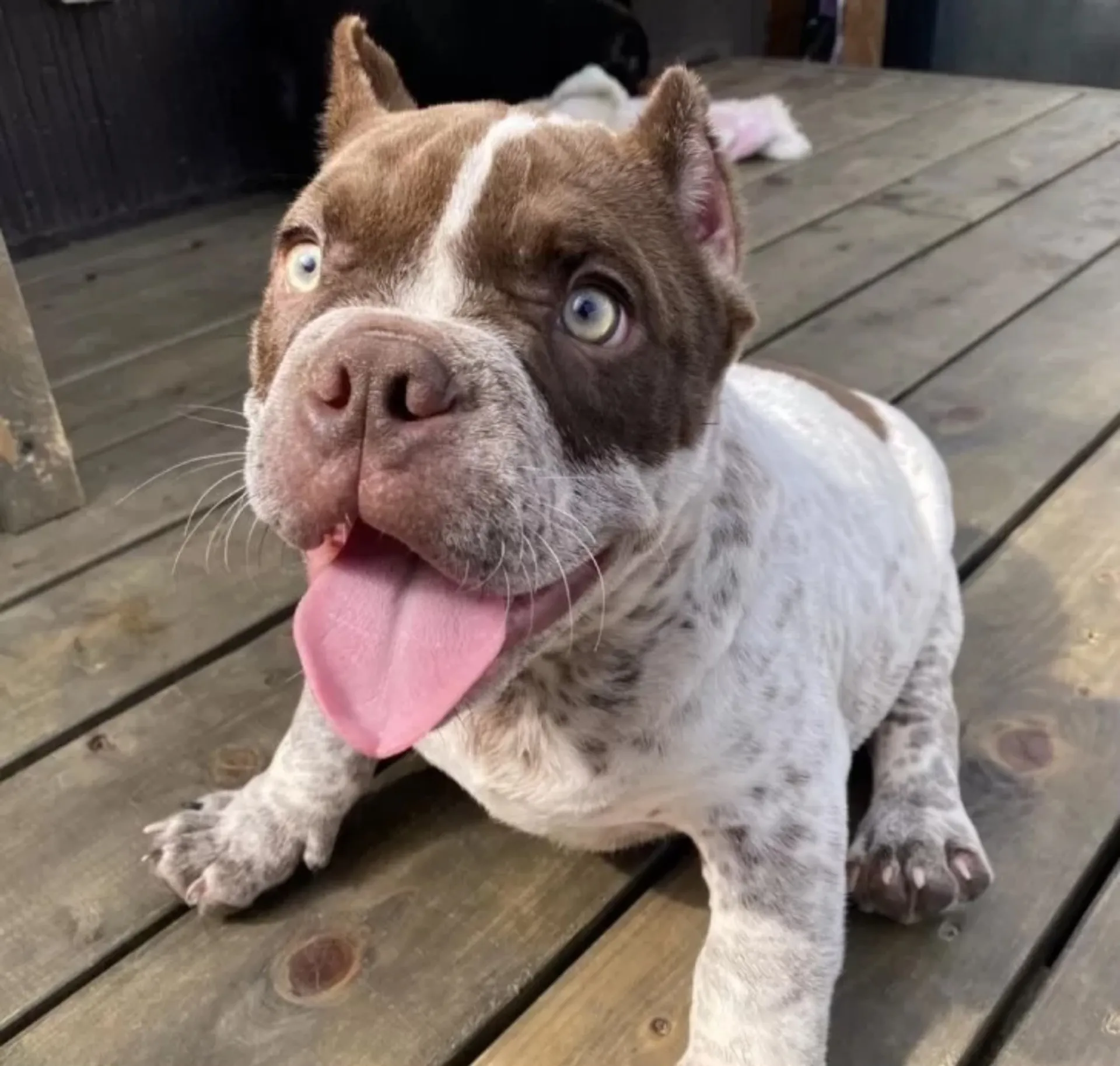 エキゾチックブリー