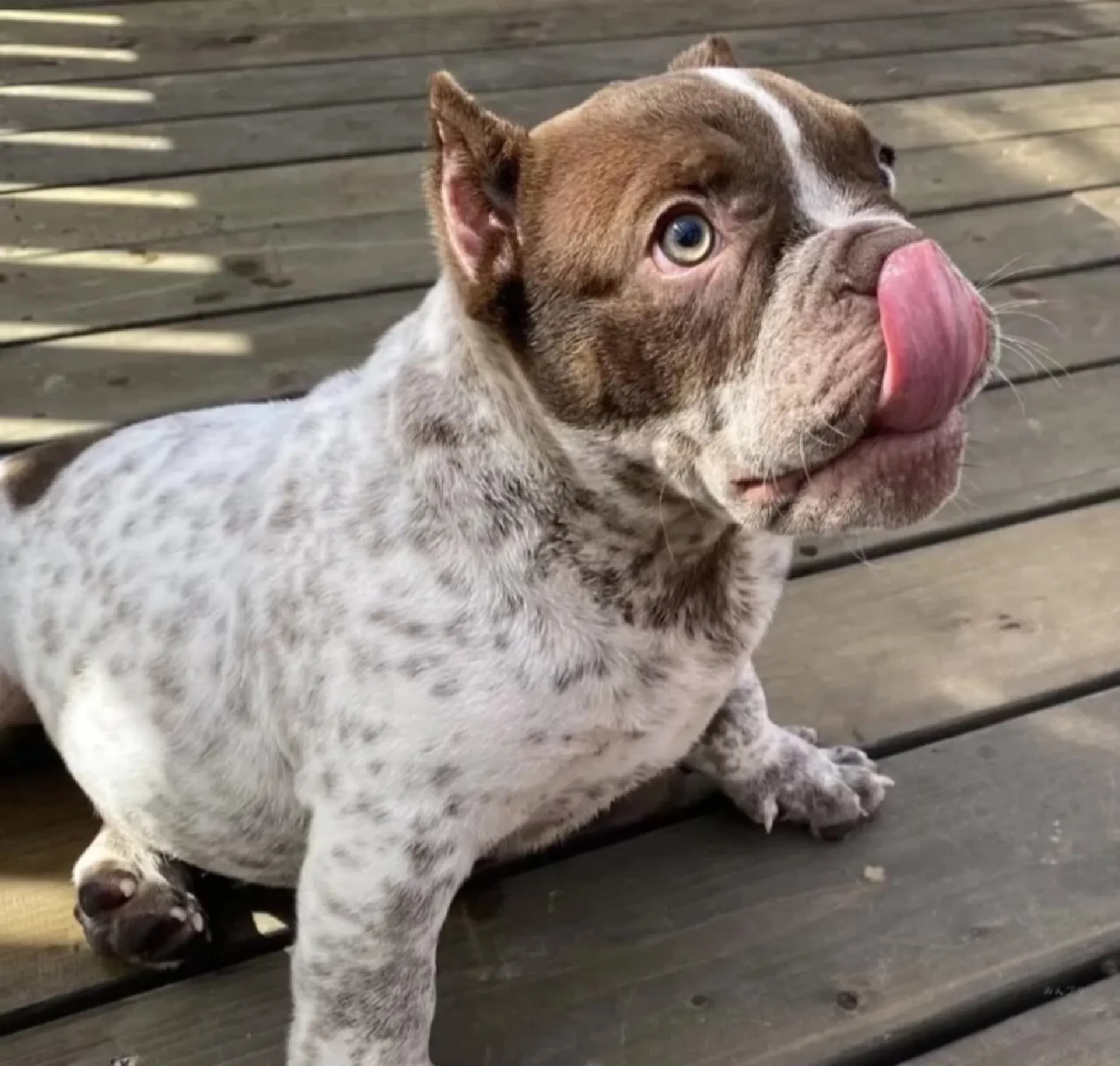 エキゾチックブリー