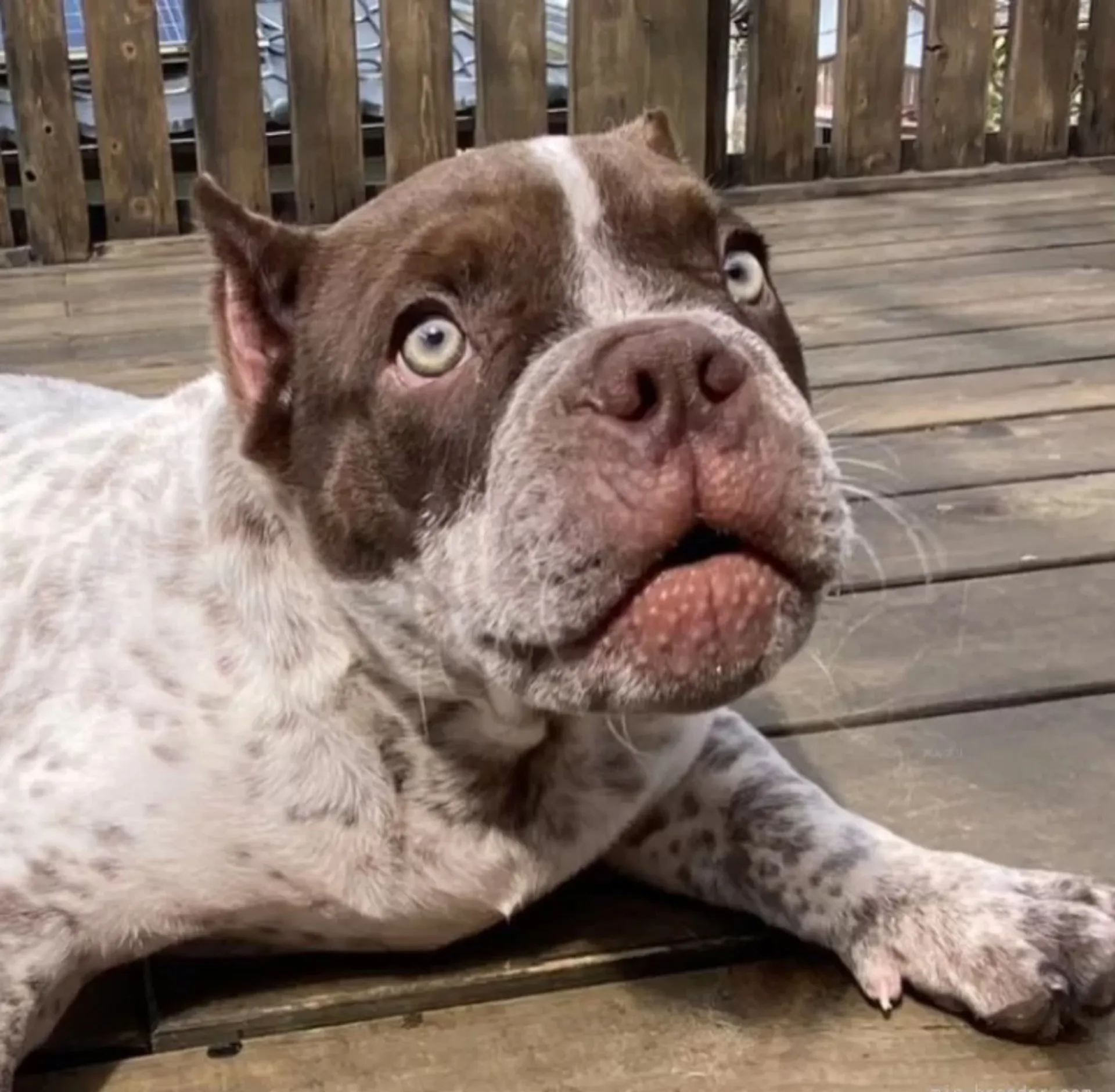 エキゾチックブリー