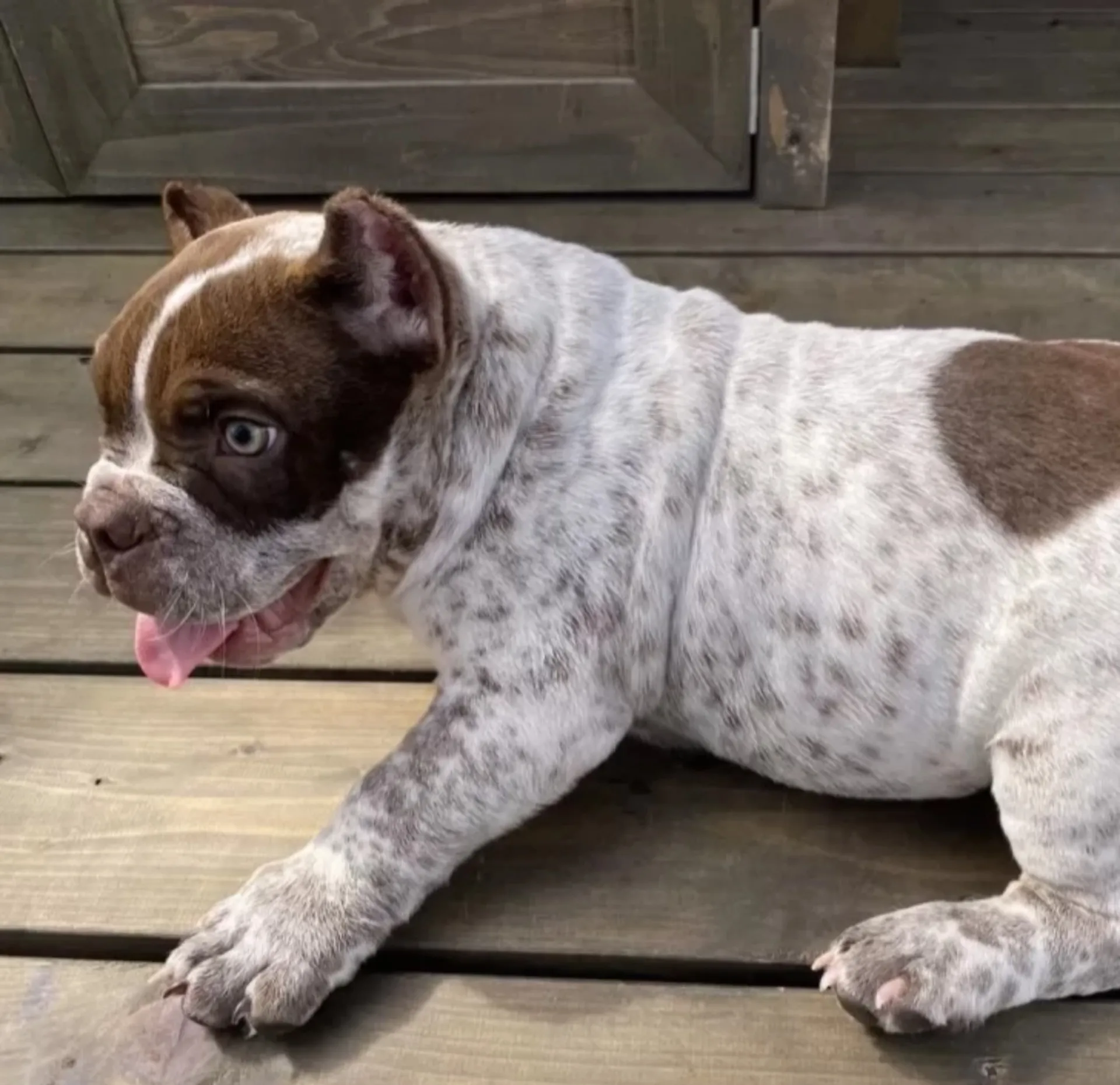 エキゾチックブリー