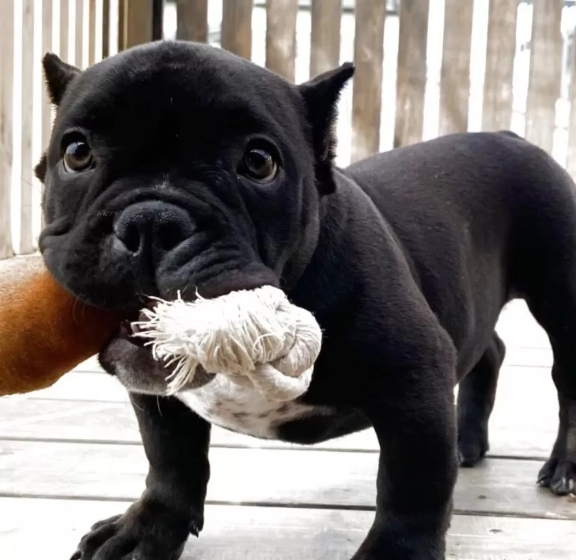 エキゾチックブリー