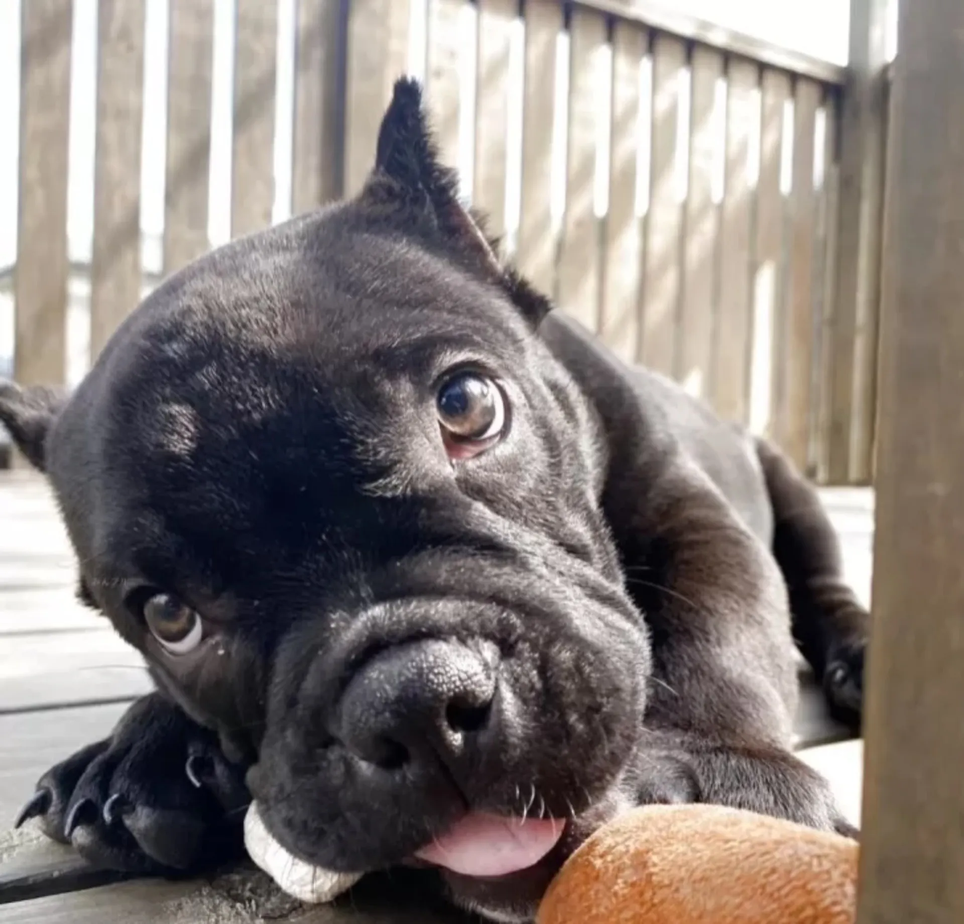 エキゾチックブリー