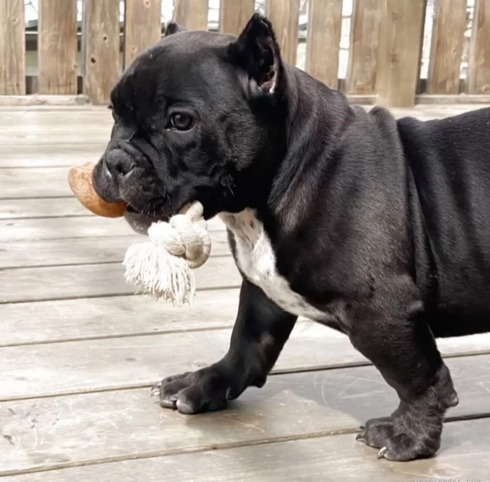 エキゾチックブリー