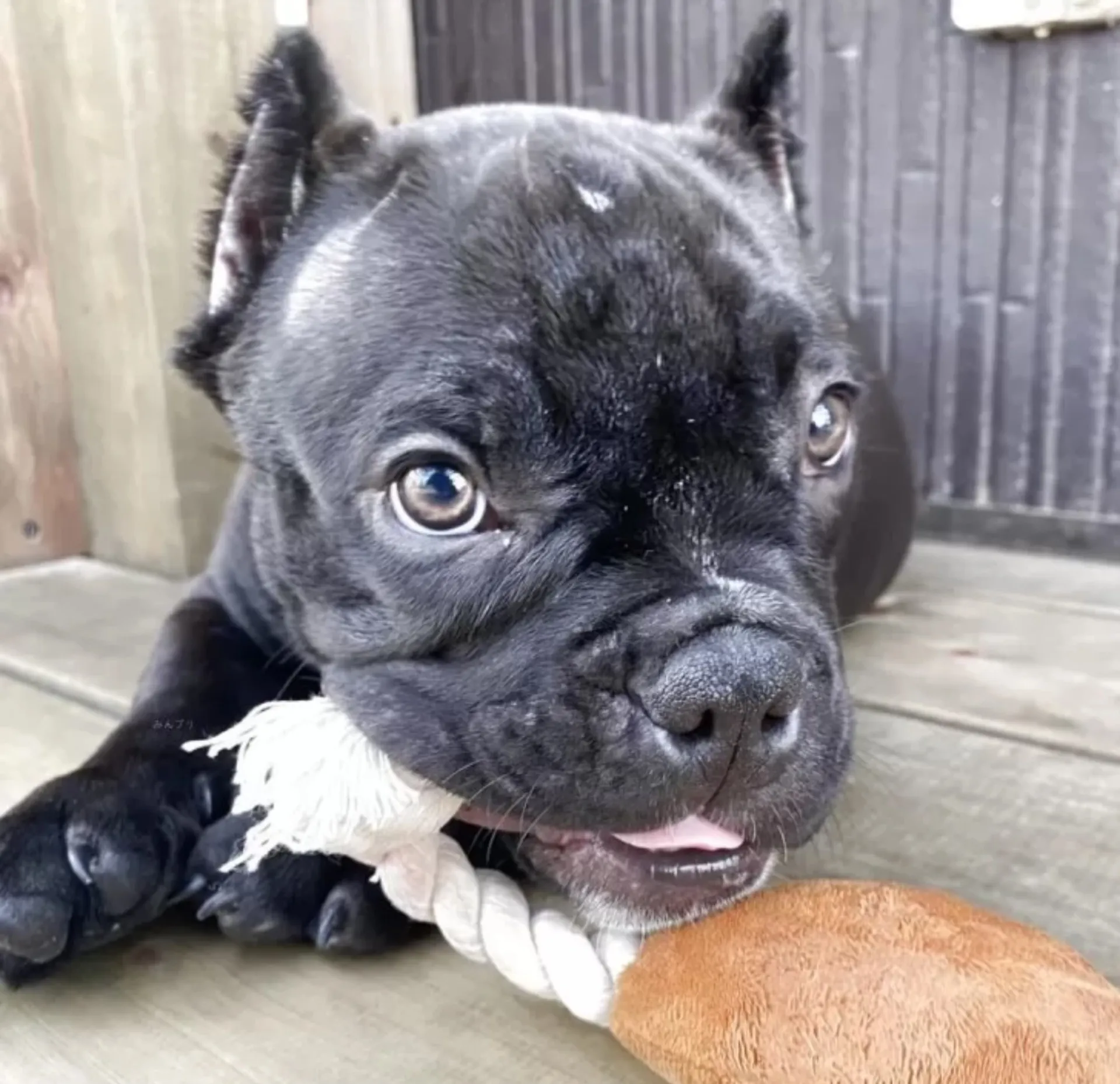 エキゾチックブリー