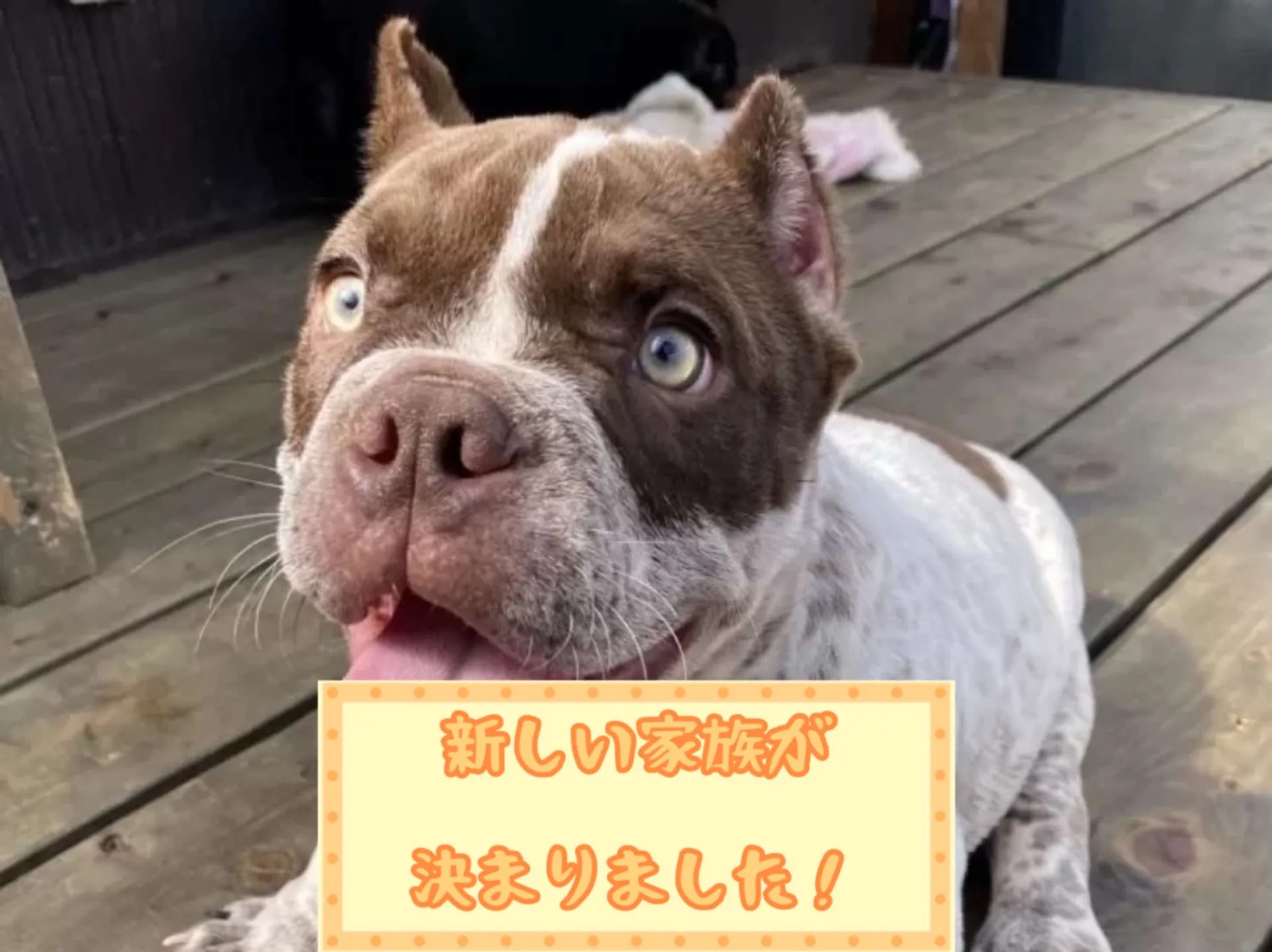 エキゾチックブリー