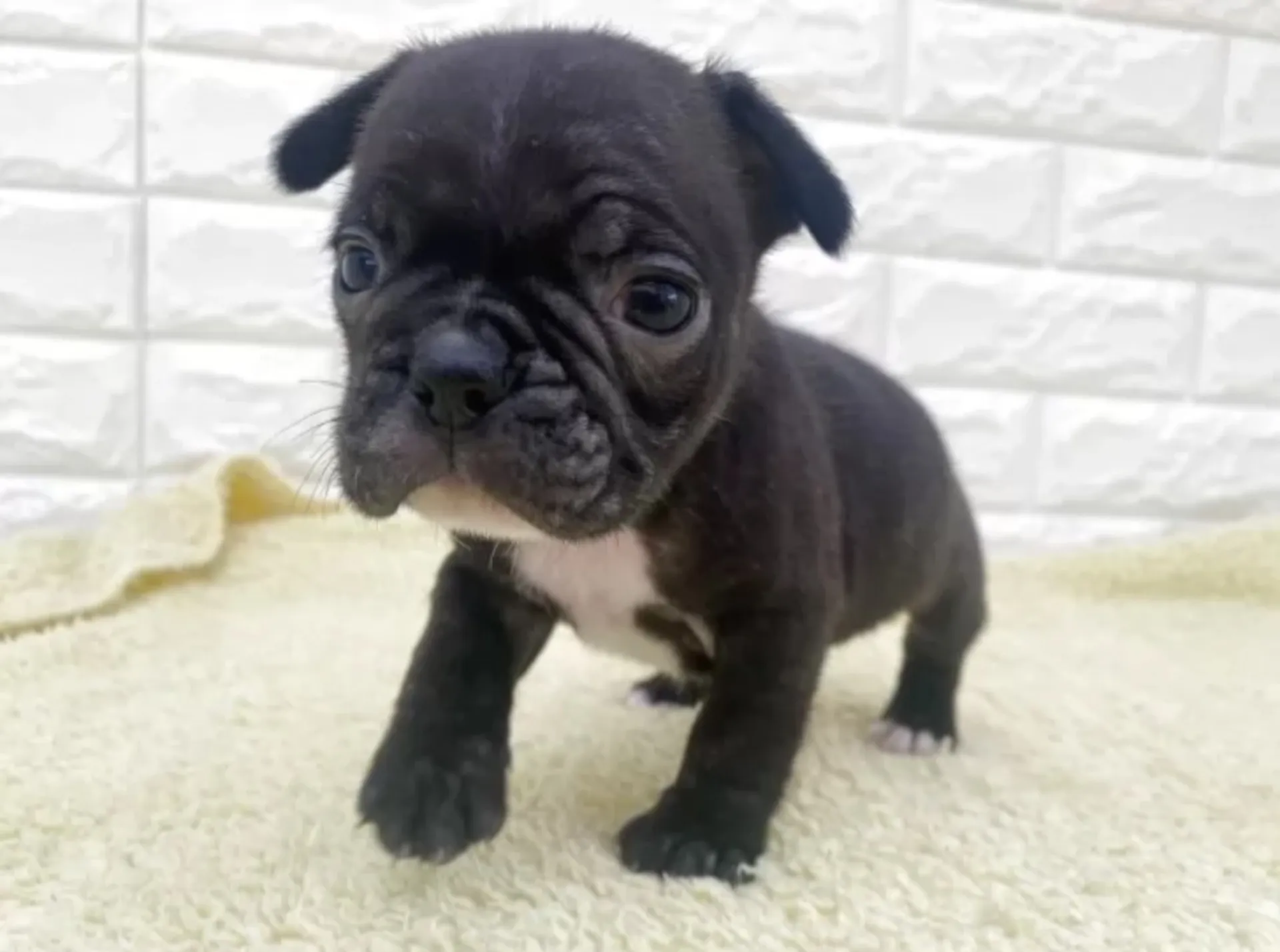 フレンチブルドッグ