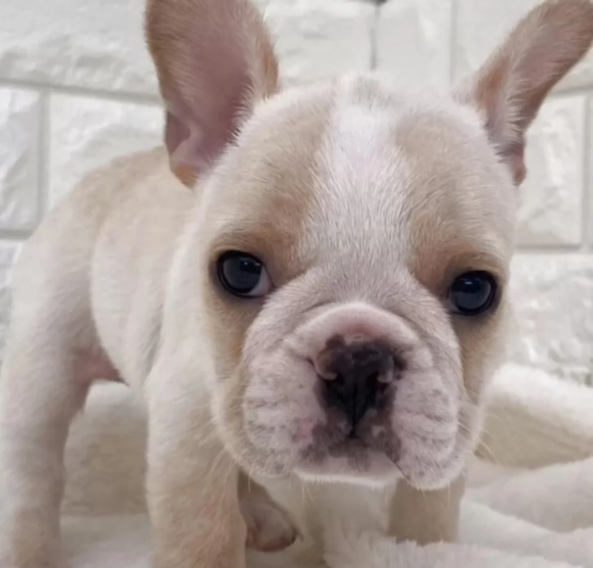 フレンチブルドッグ