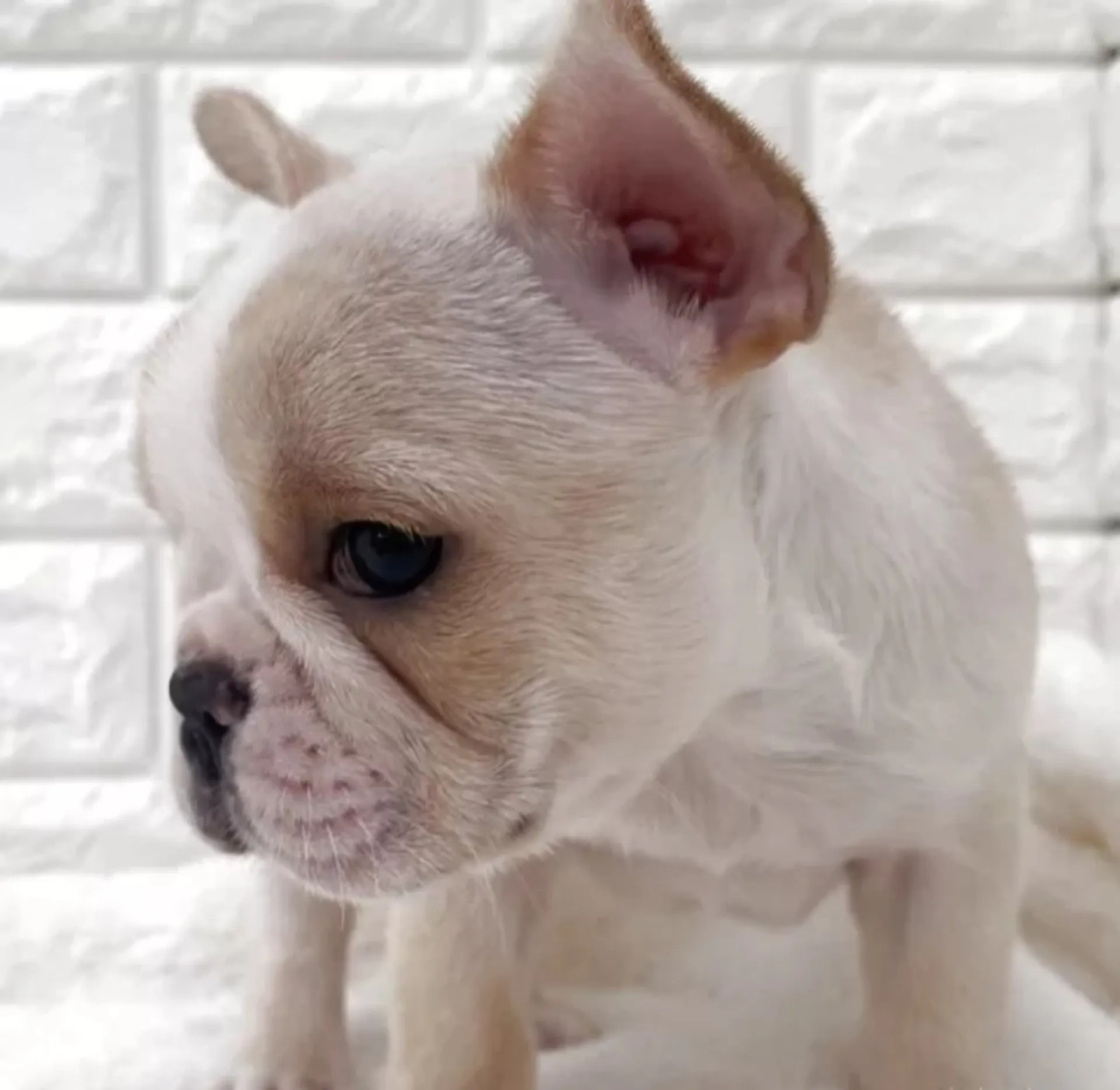 フレンチブルドッグ