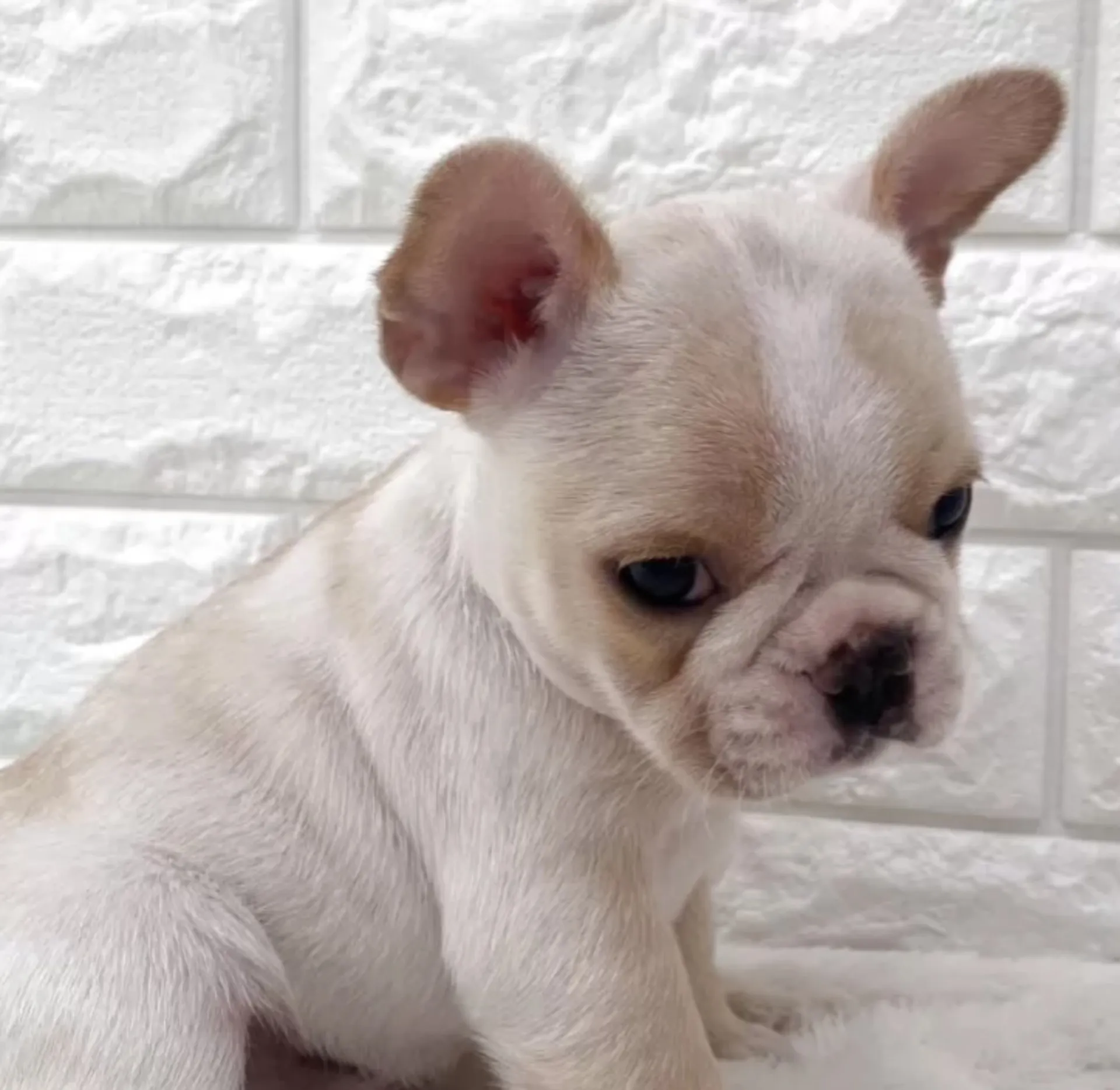 フレンチブルドッグ