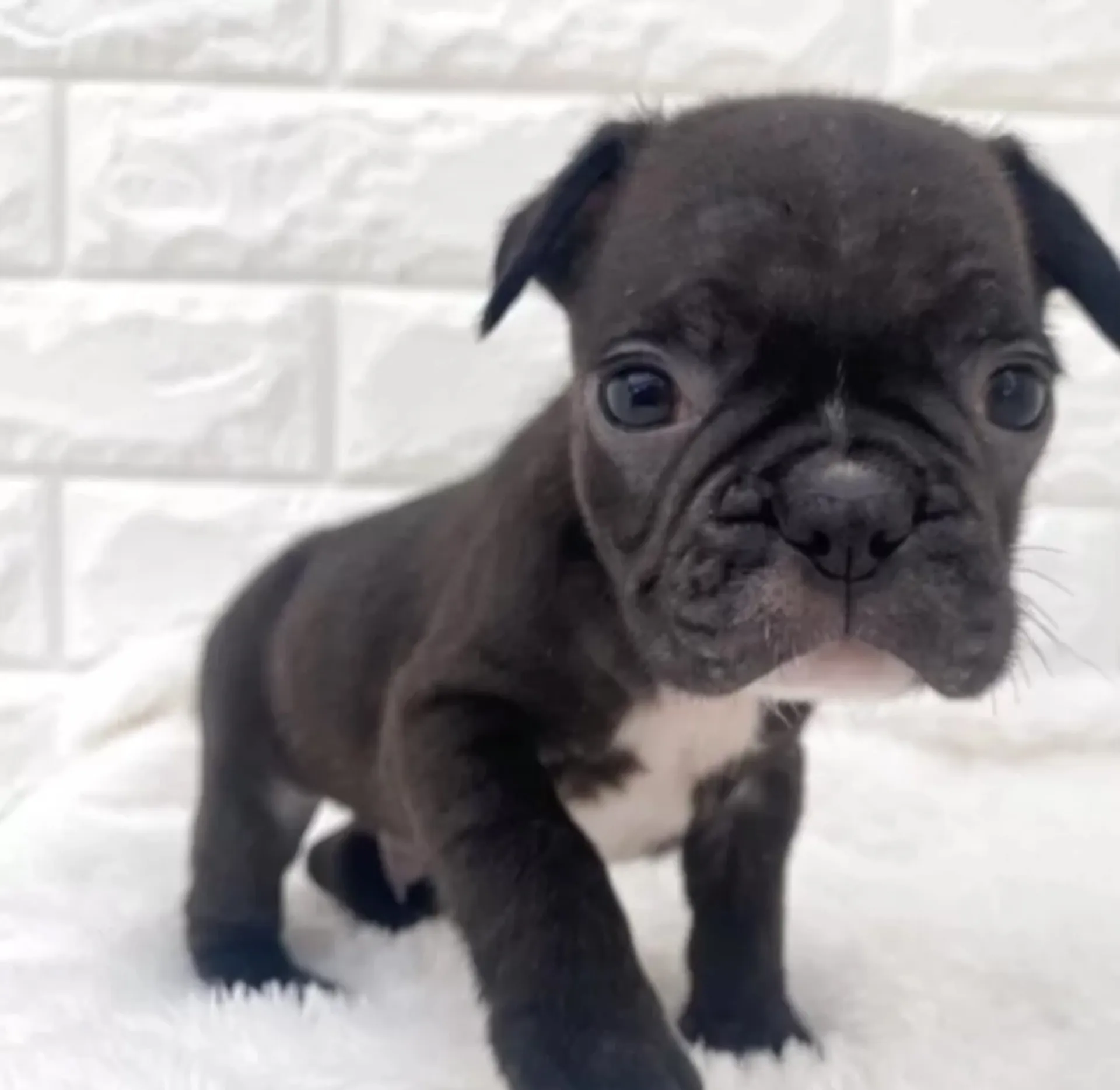 フレンチブルドッグ