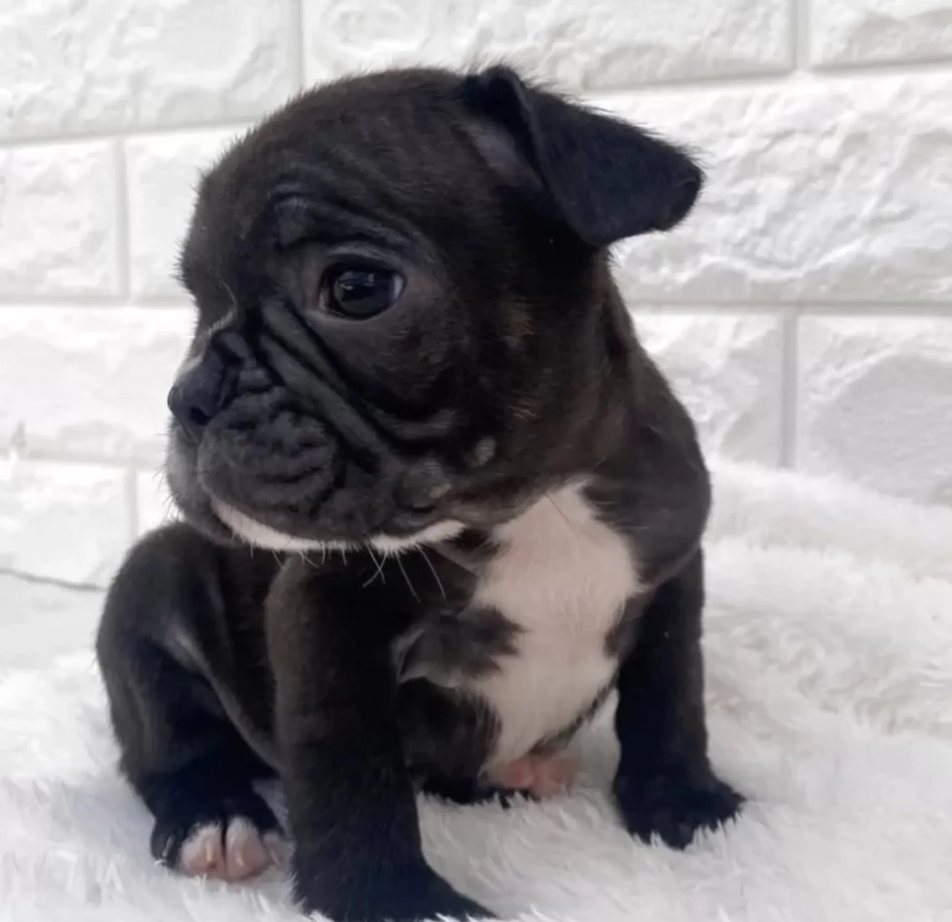 フレンチブルドッグ