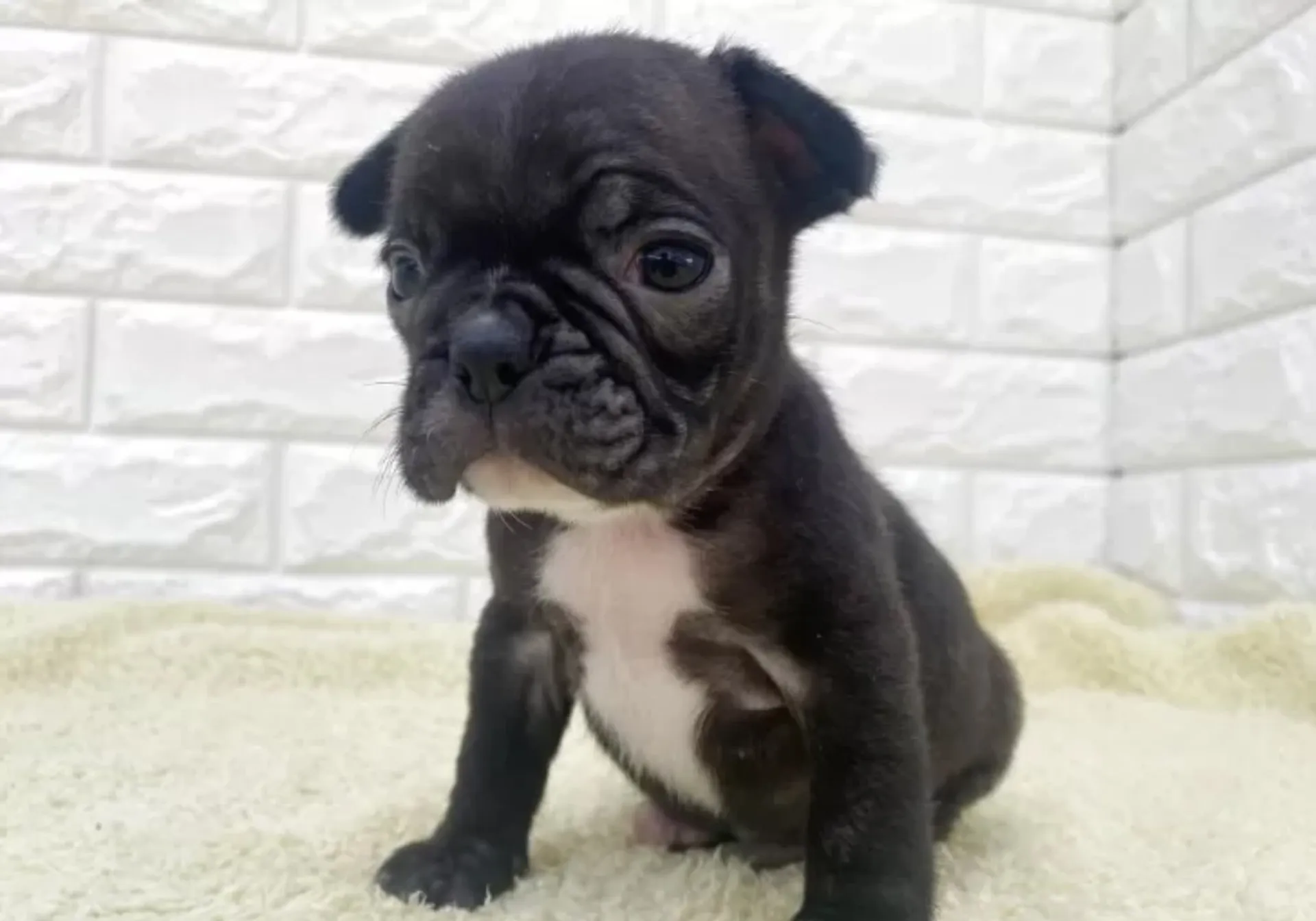 フレンチブルドッグ