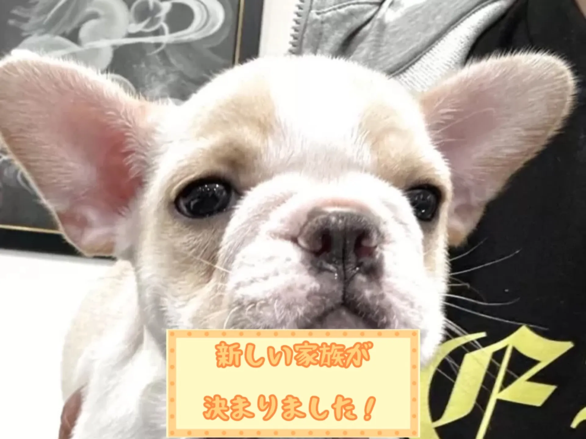 フレンチブルドッグ