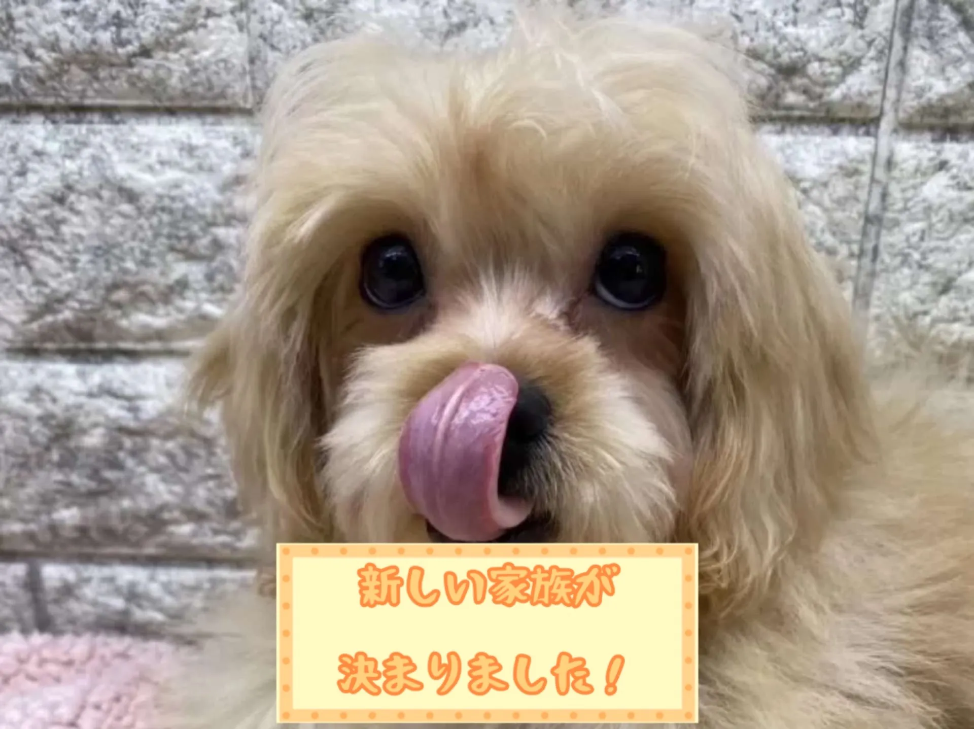 ペキプー(トイプードル×ペキニーズ)