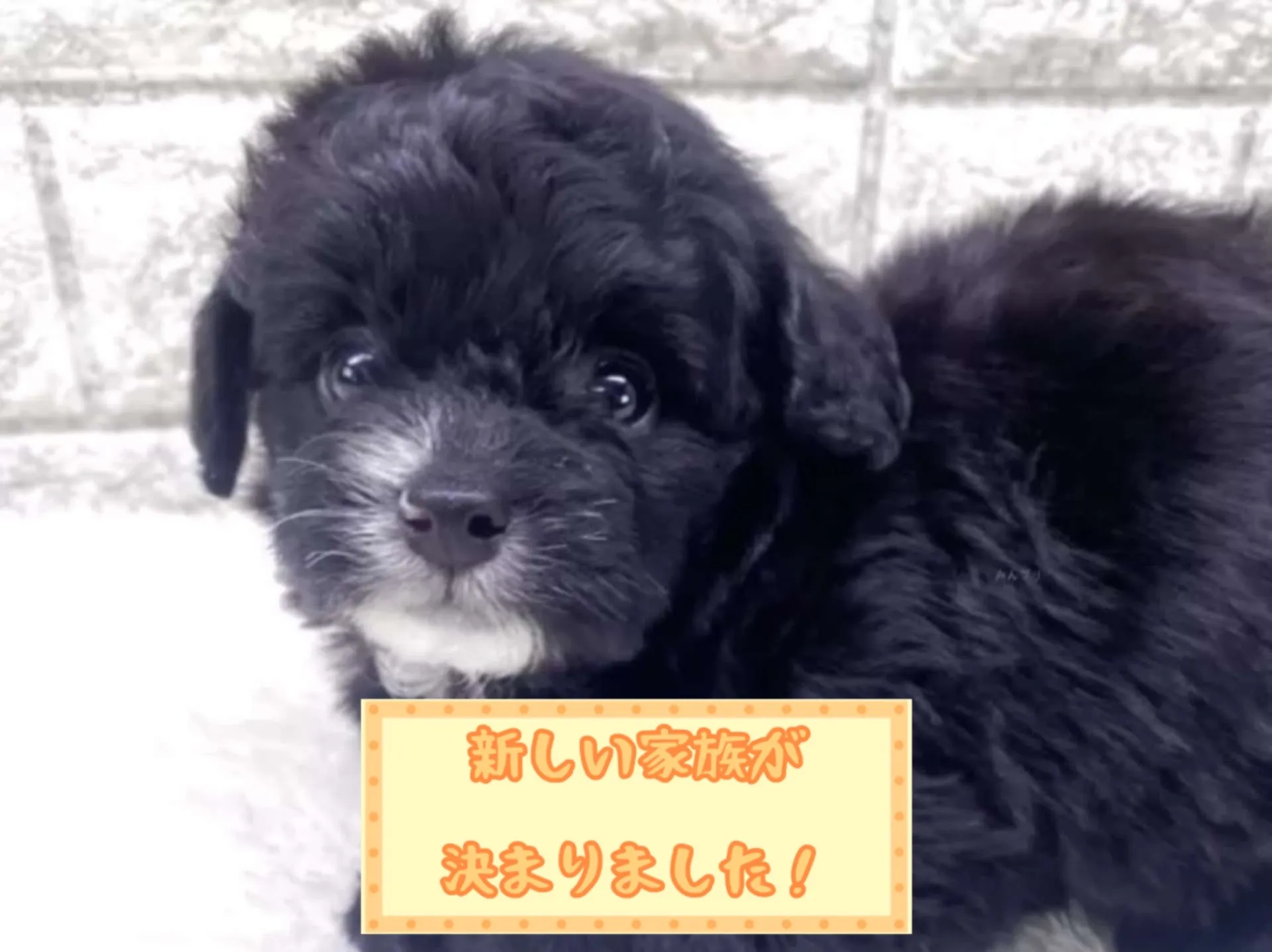 チワプー（チワワ×トイプードル）