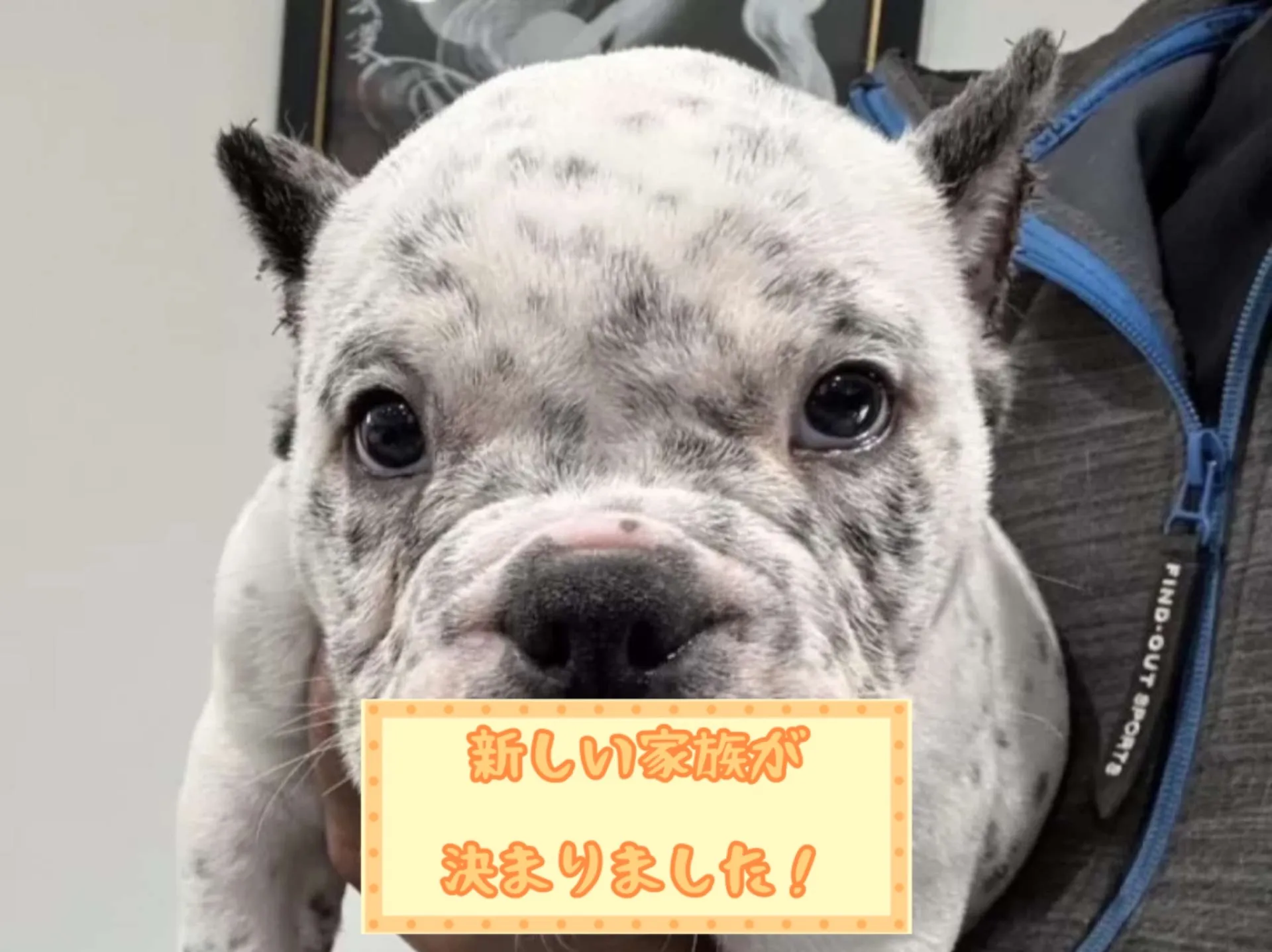 エキゾチックブリー