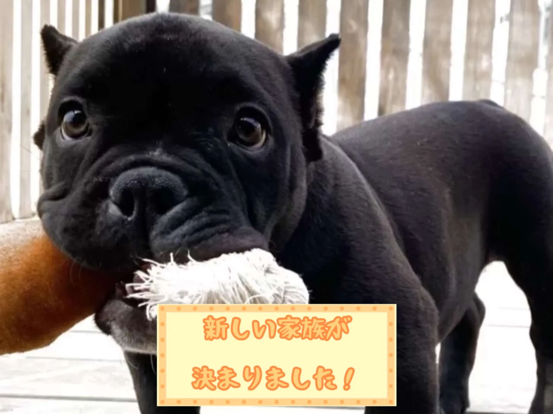 エキゾチックブリー