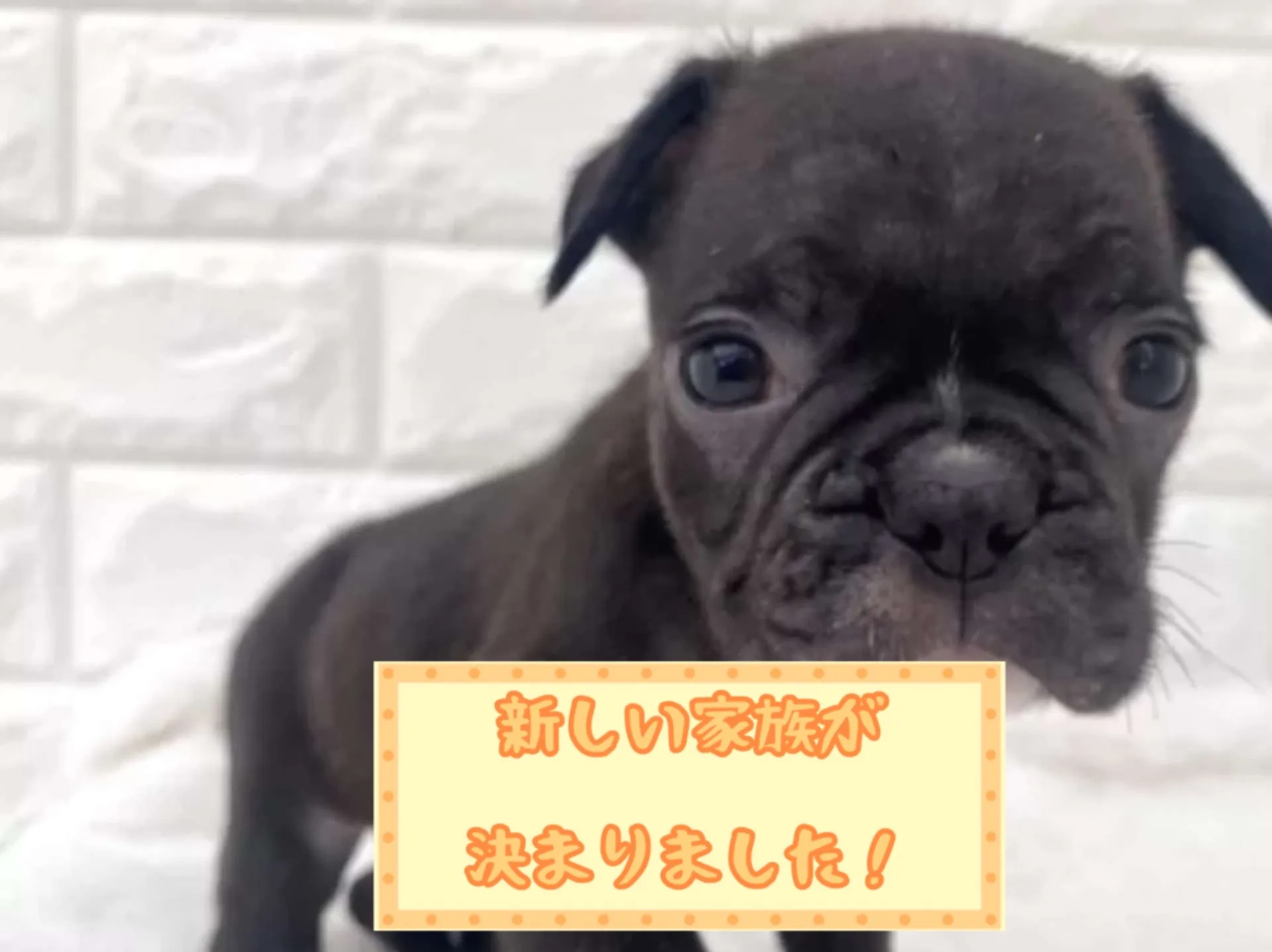 フレンチブルドッグ