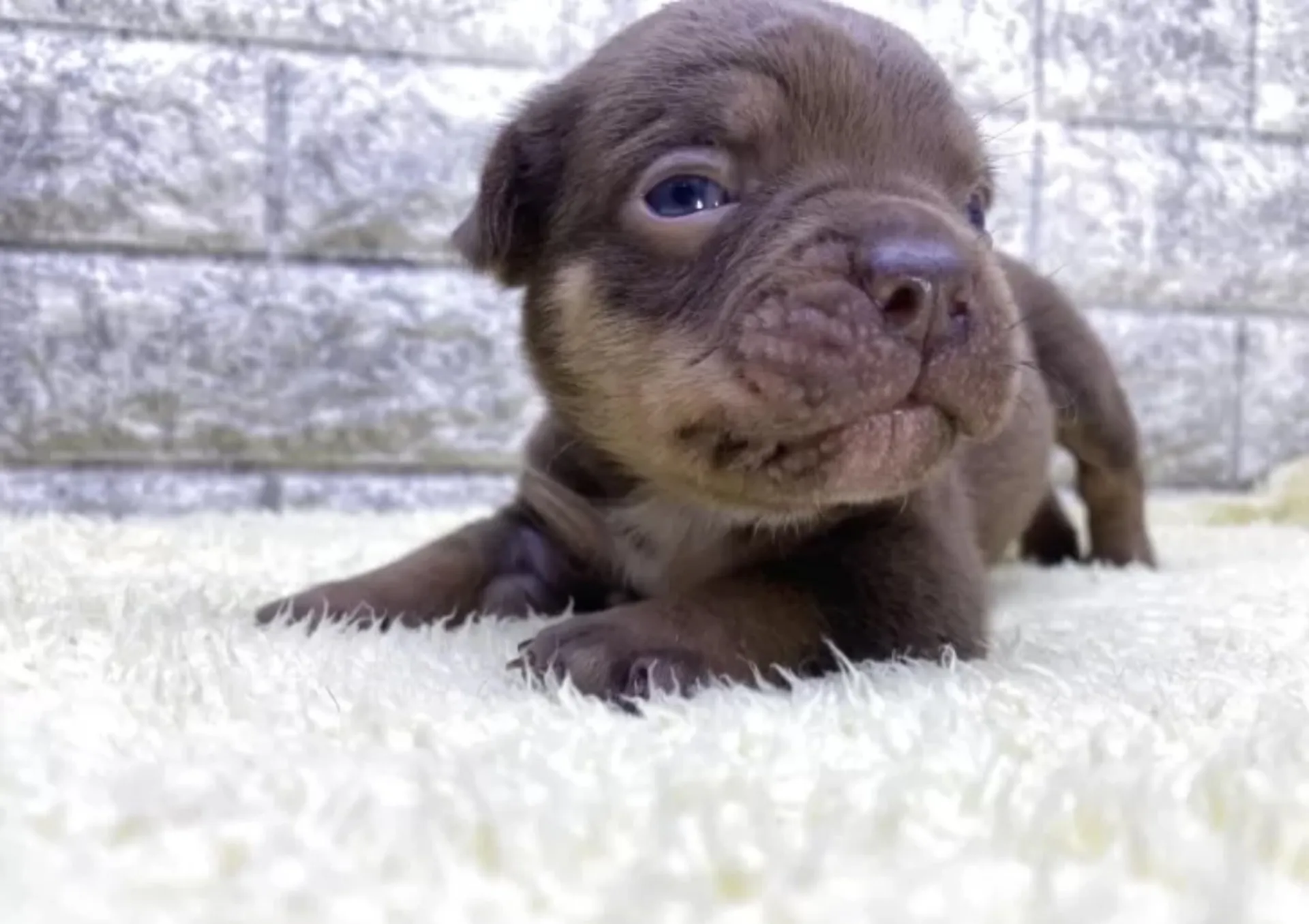 エキゾチックブリー