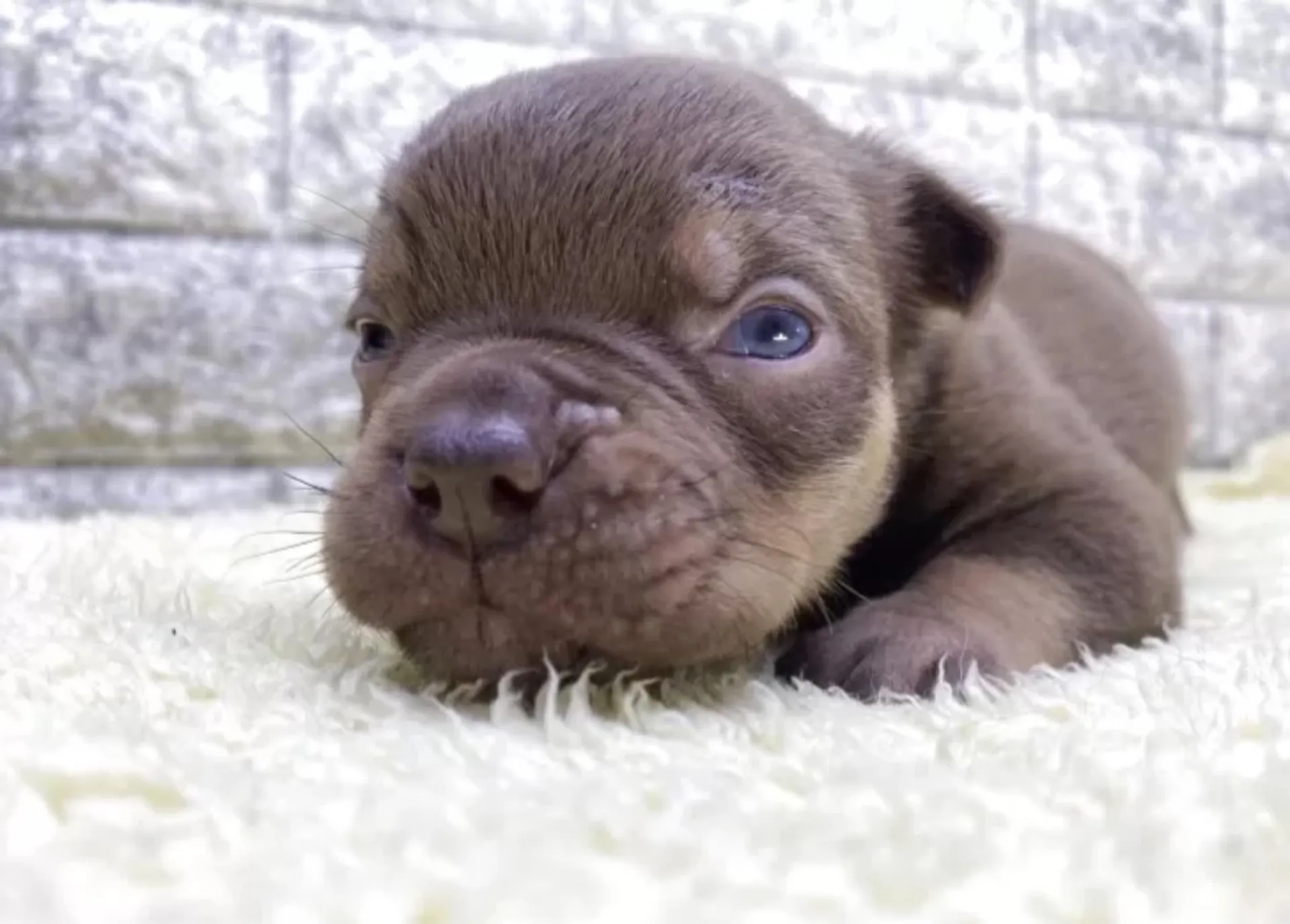 エキゾチックブリー