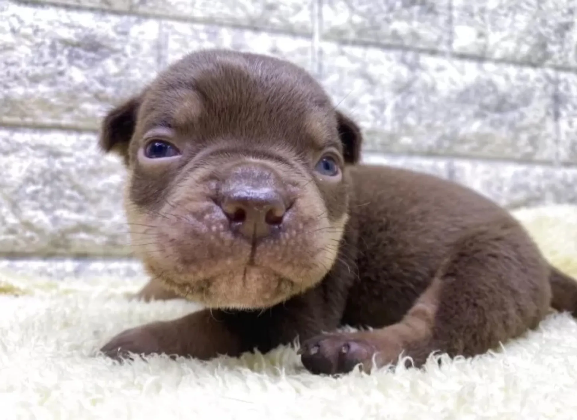 エキゾチックブリー