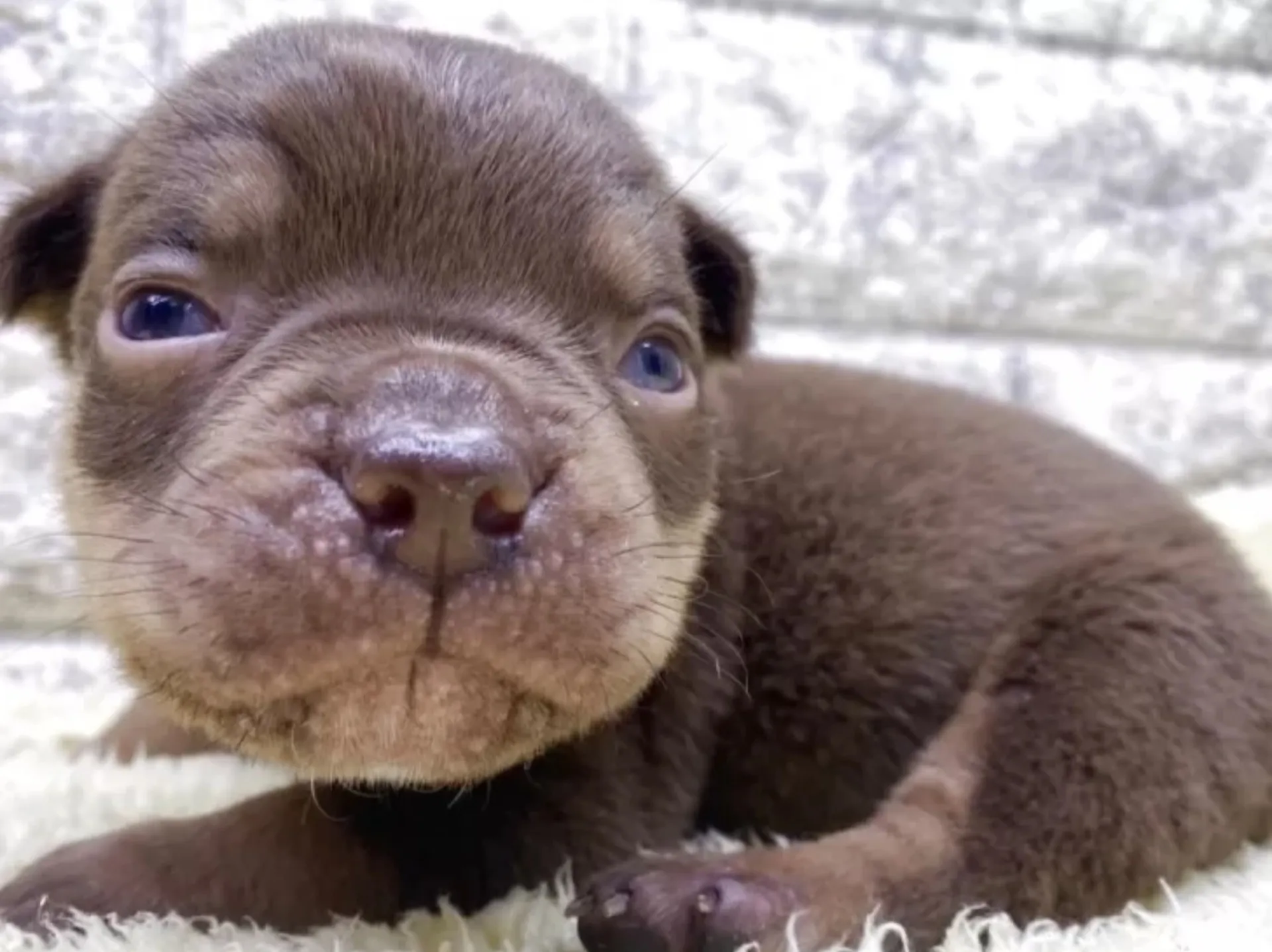 エキゾチックブリー