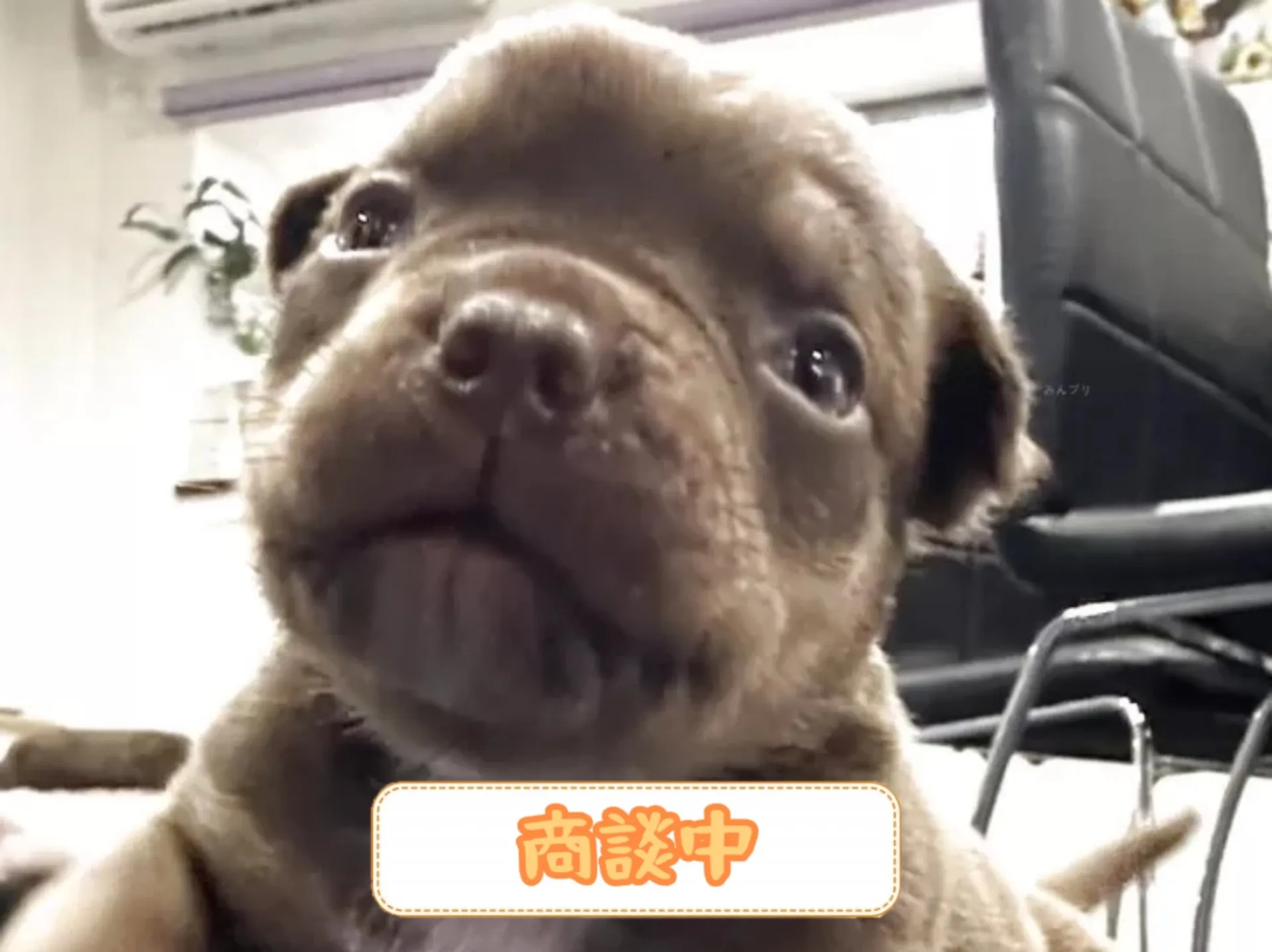 エキゾチックブリー