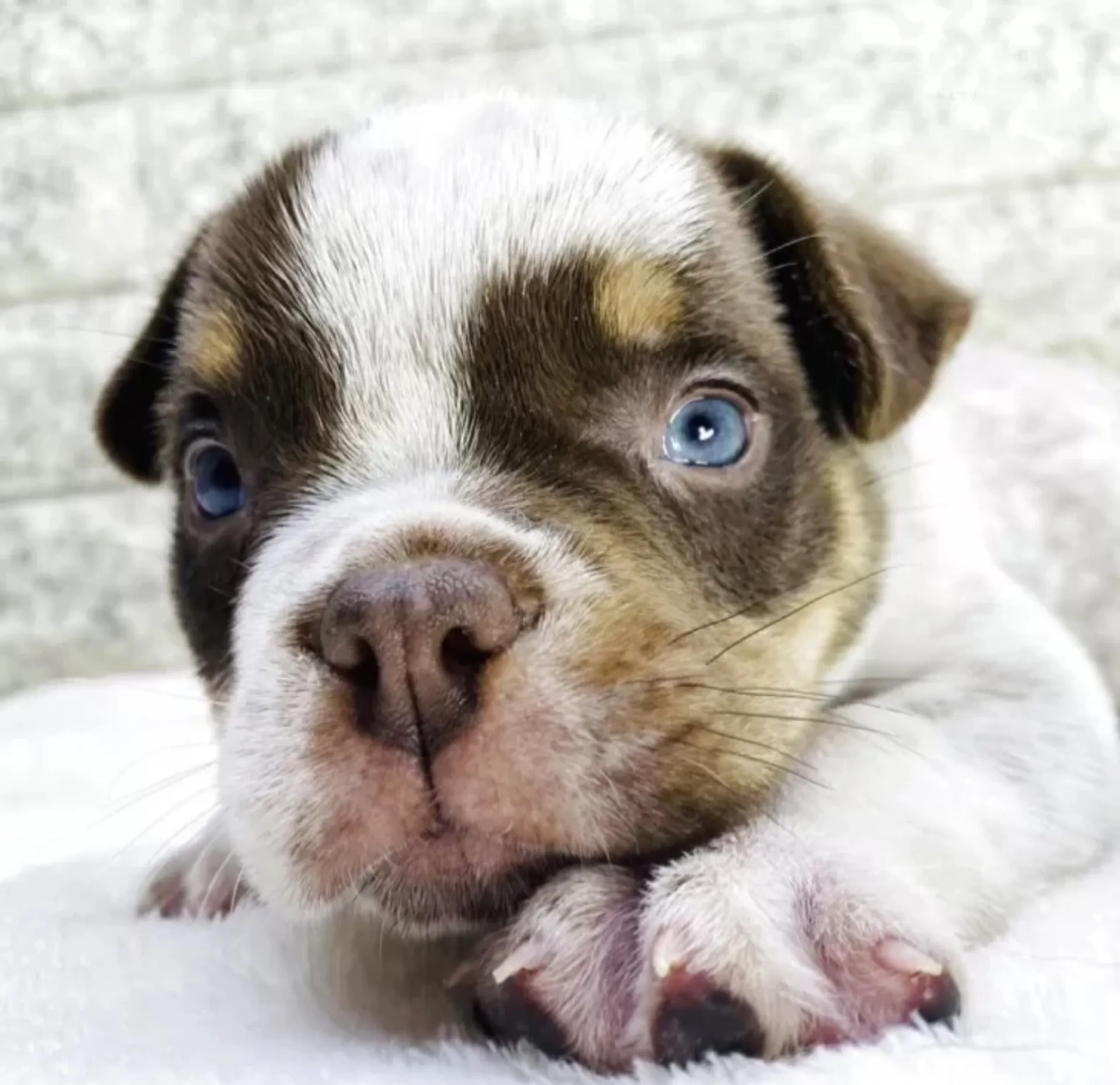 エキゾチックブリー