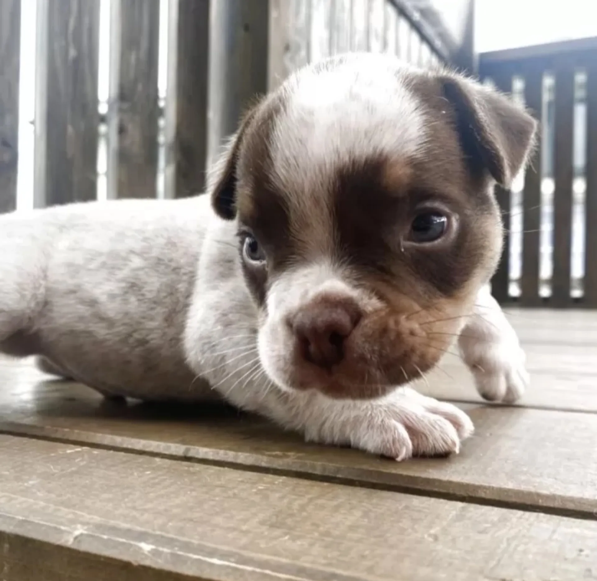 エキゾチックブリー