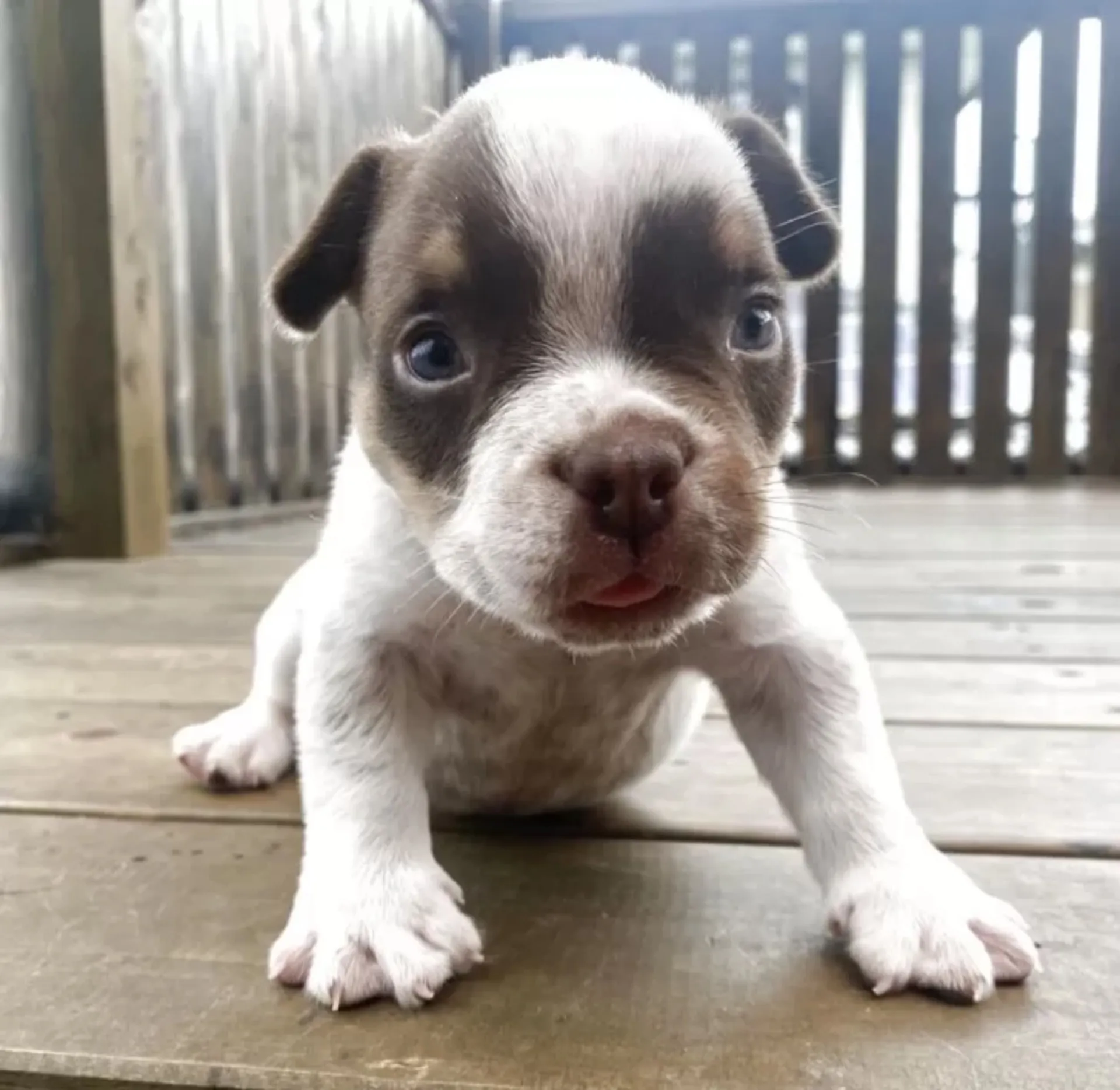 エキゾチックブリー