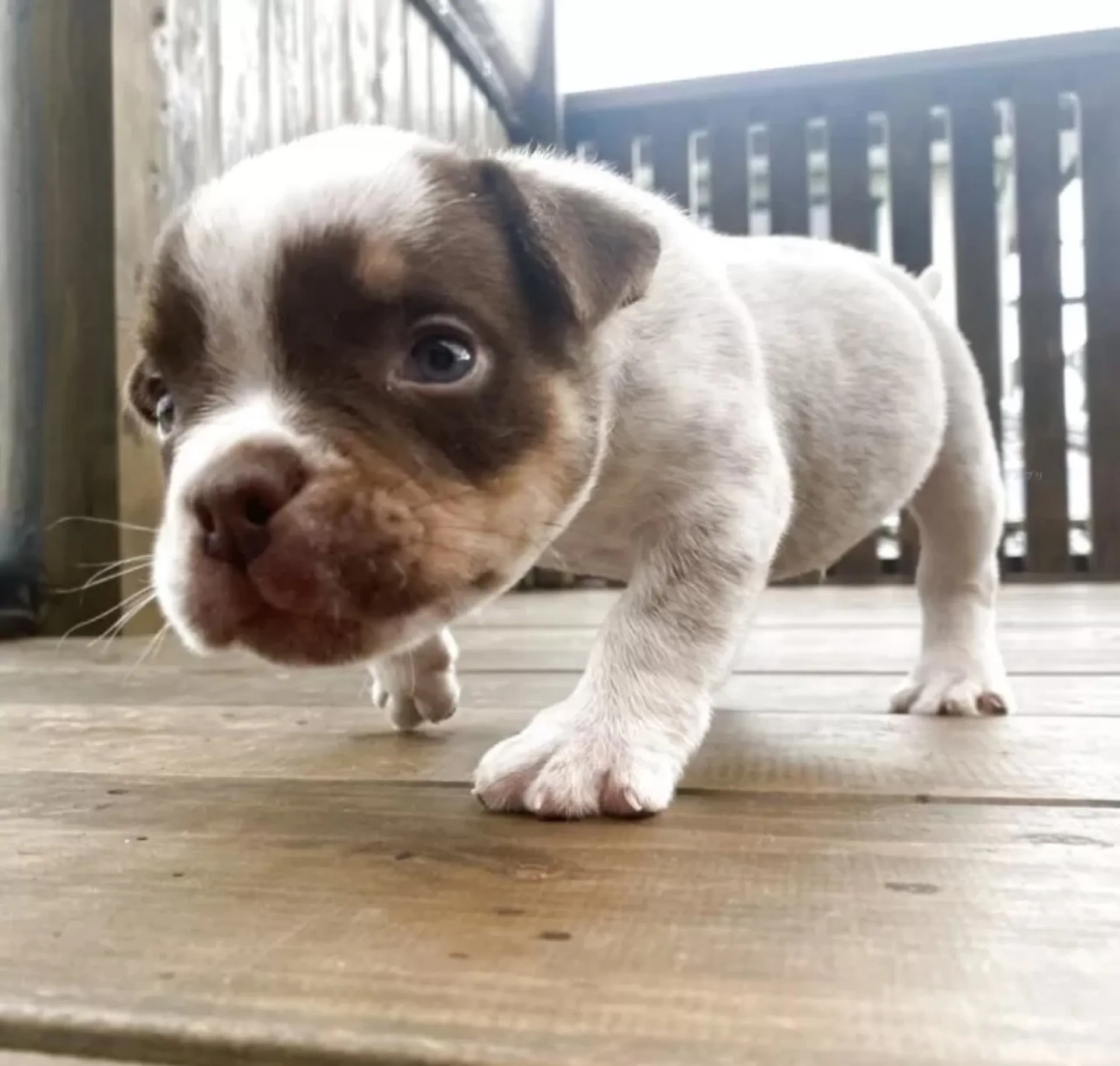 エキゾチックブリー