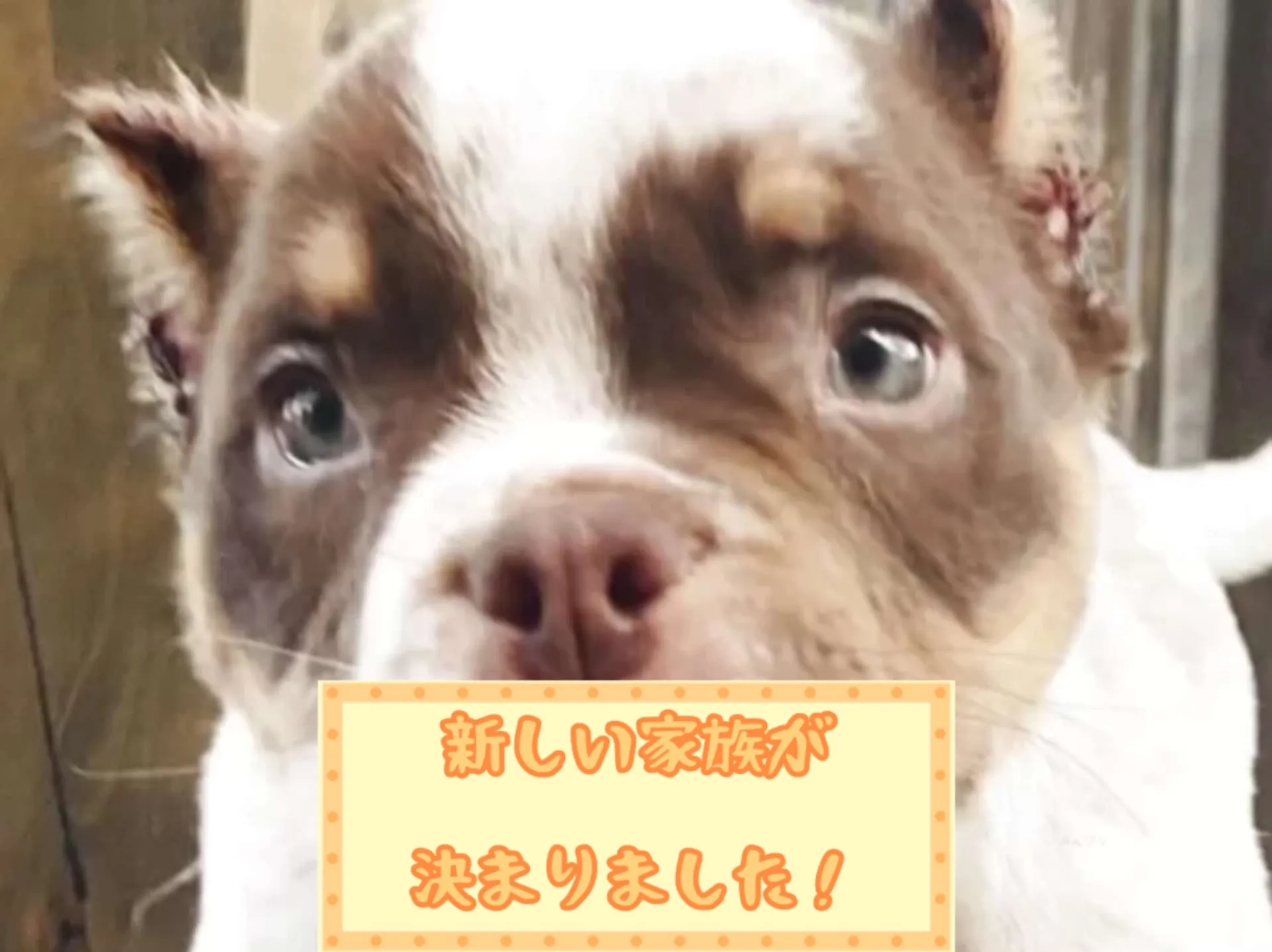 エキゾチックブリー