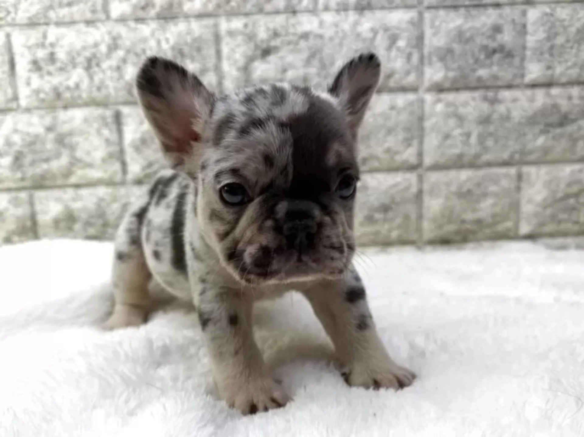 フレンチブルドッグ