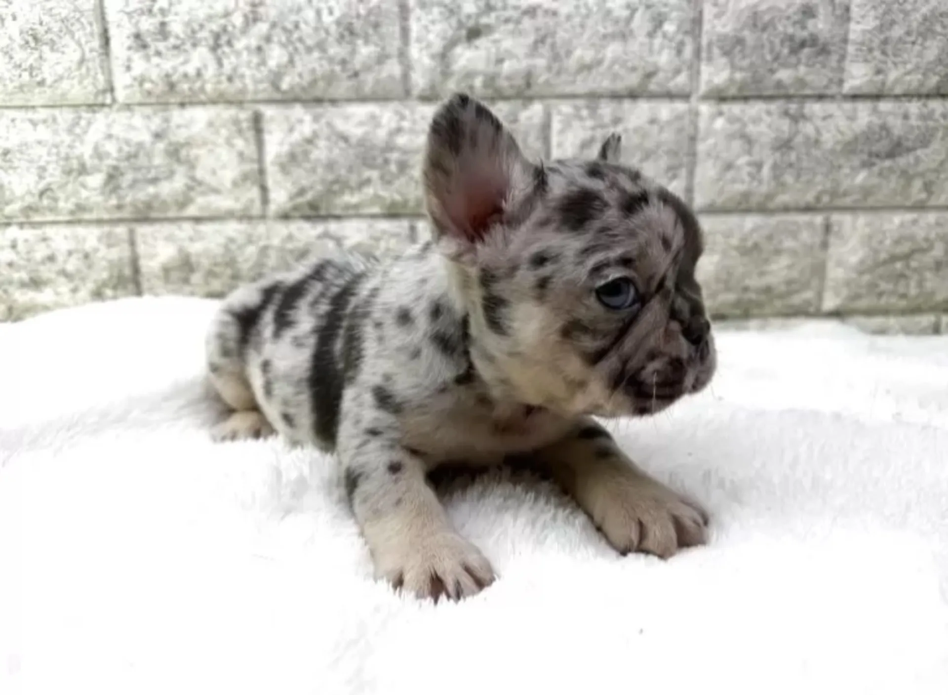 フレンチブルドッグ