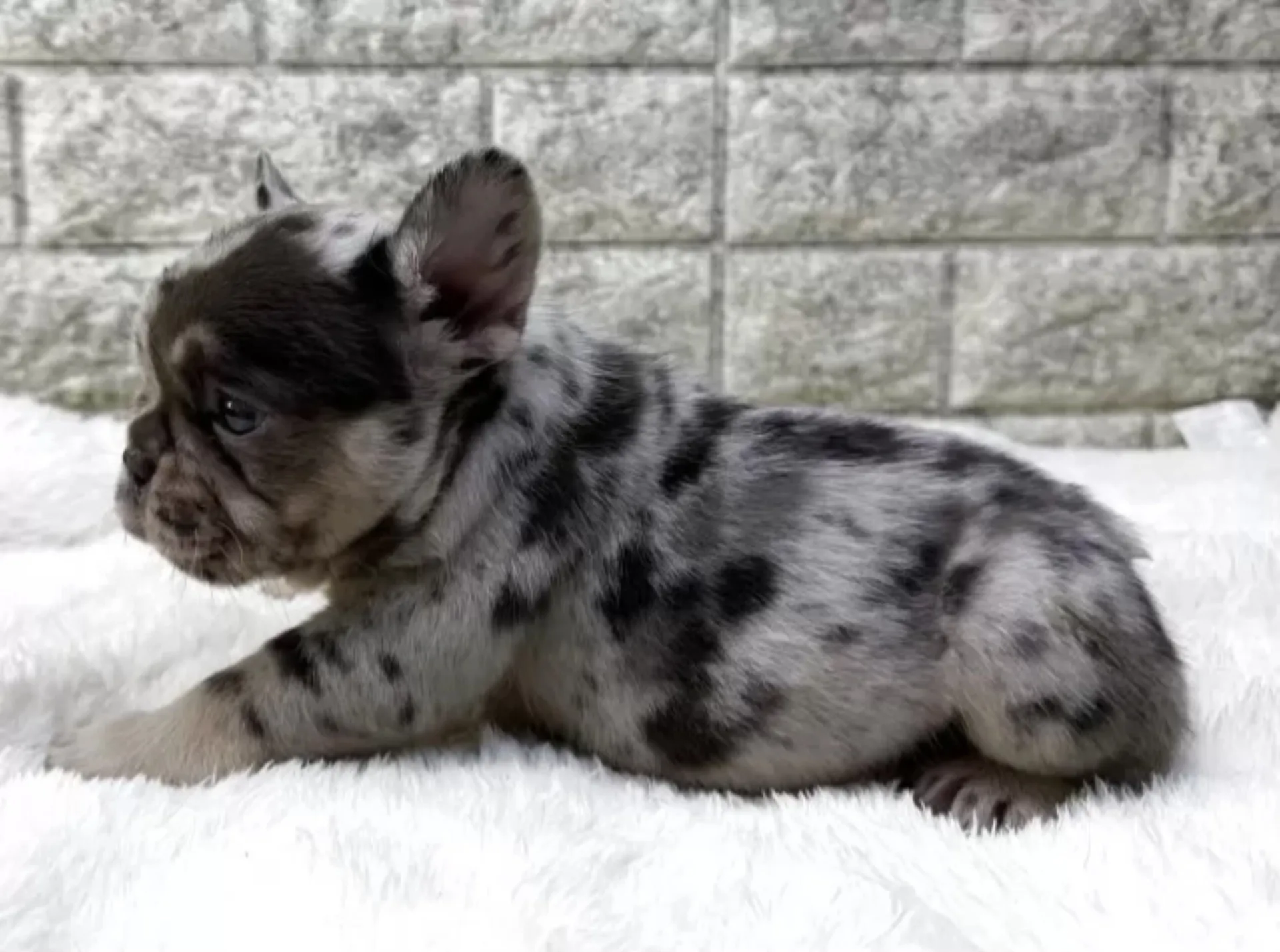 フレンチブルドッグ