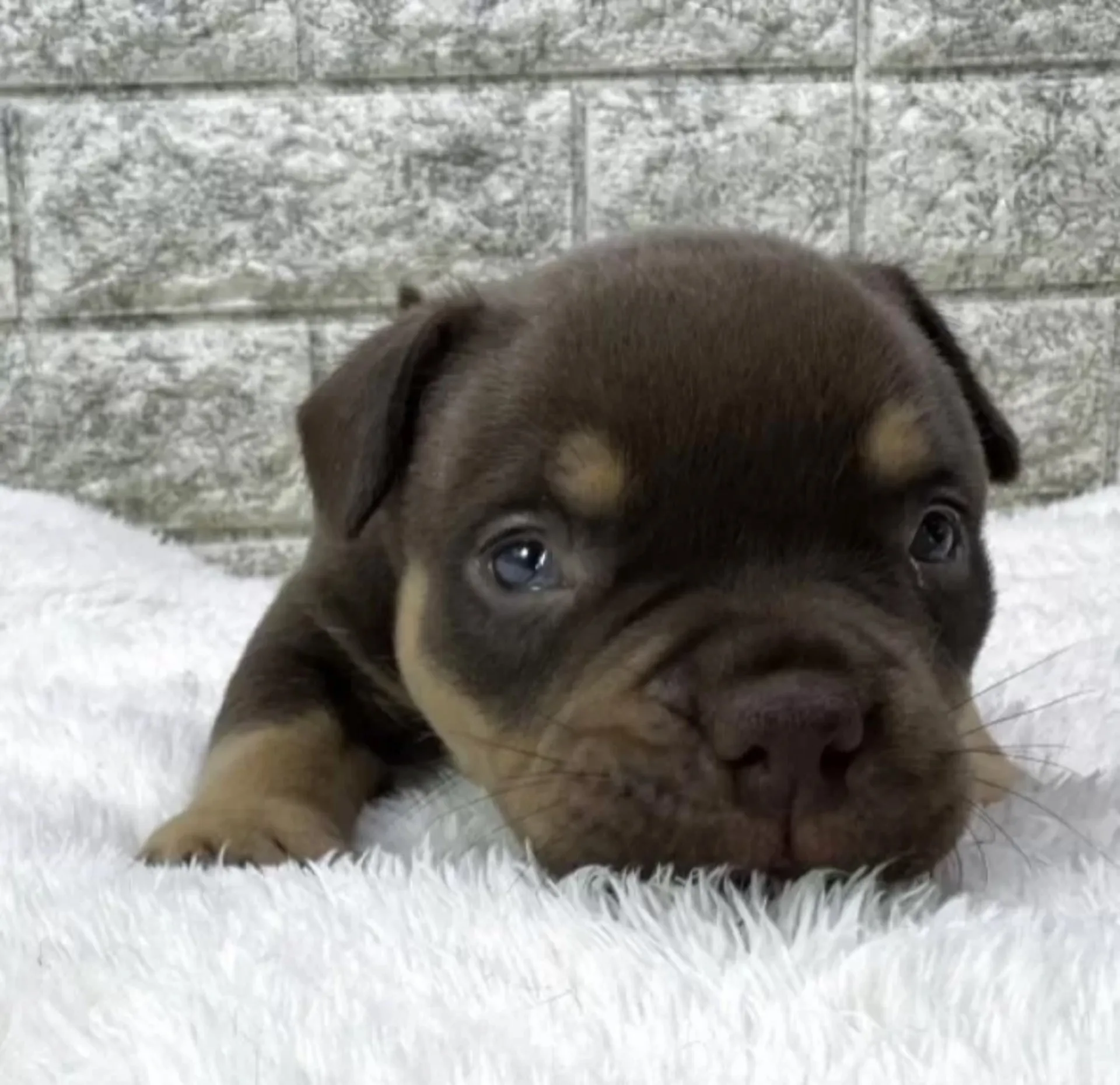 アメリカンブリー