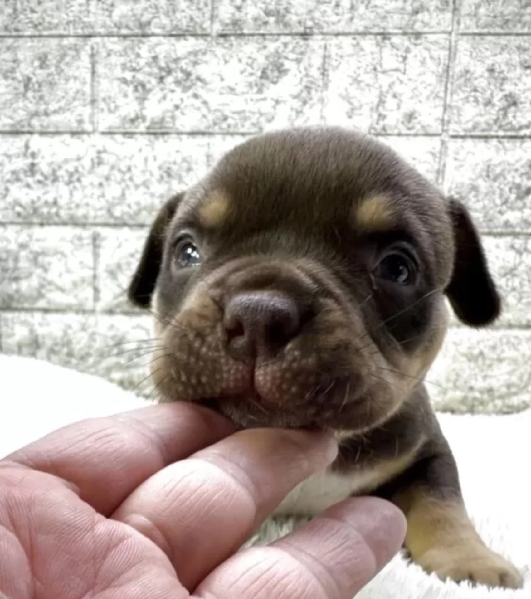 アメリカンブリー