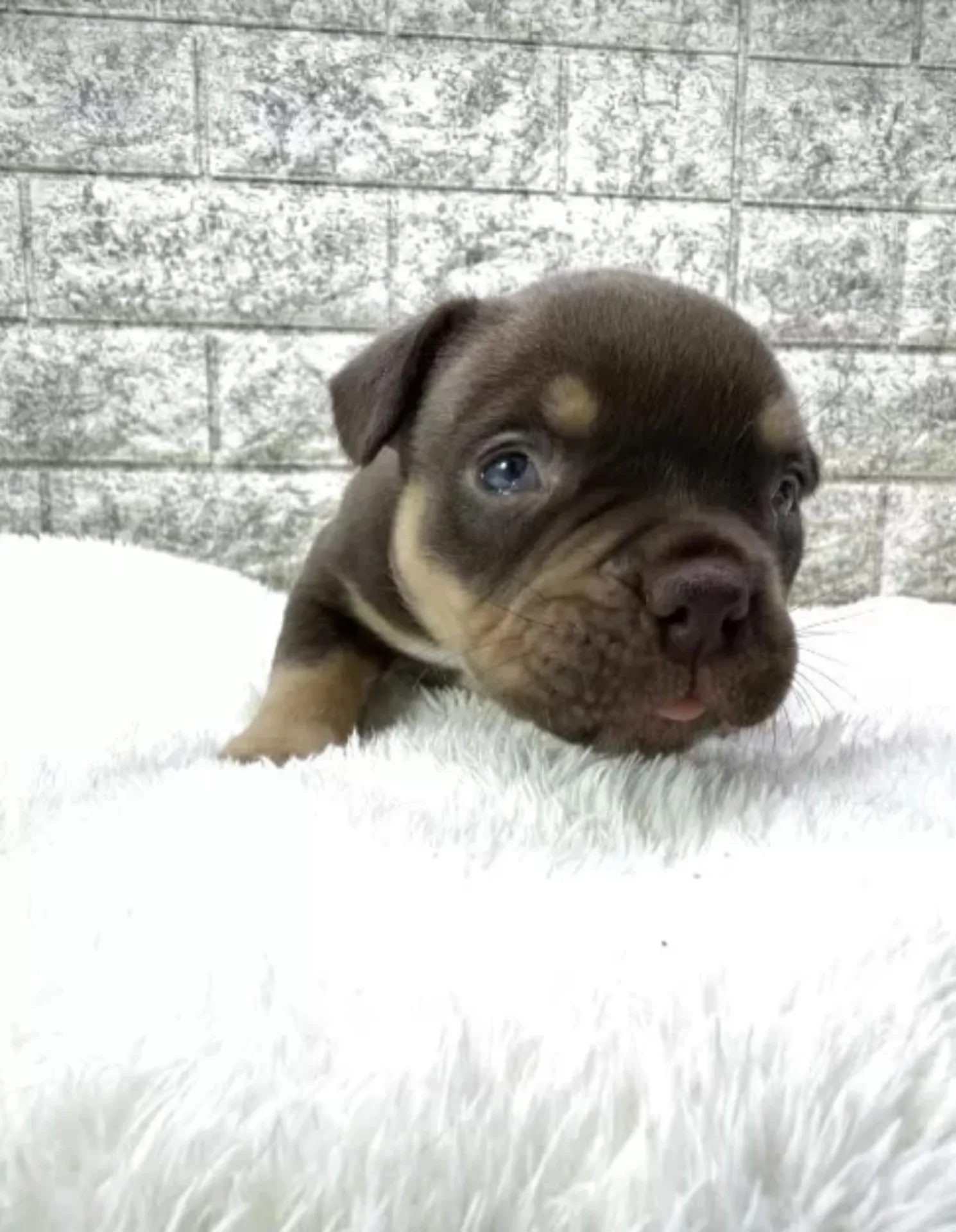 アメリカンブリー