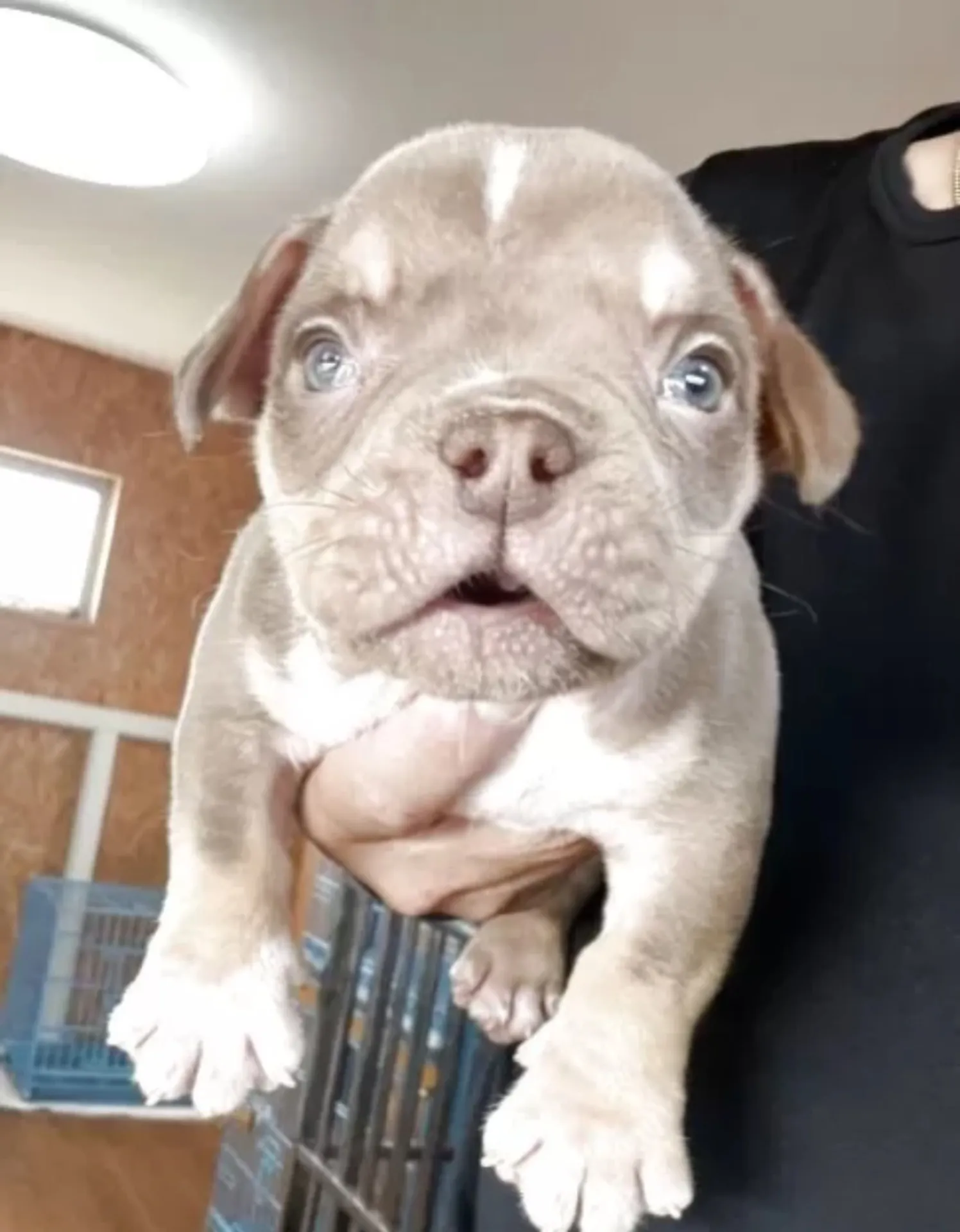 アメリカンブリー