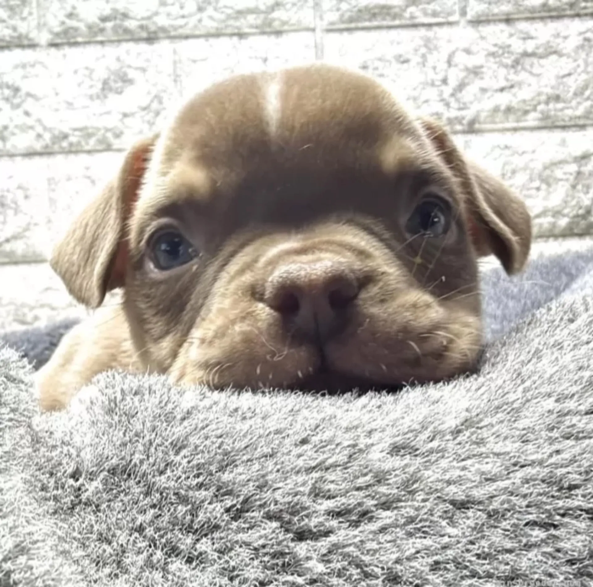 アメリカンブリー