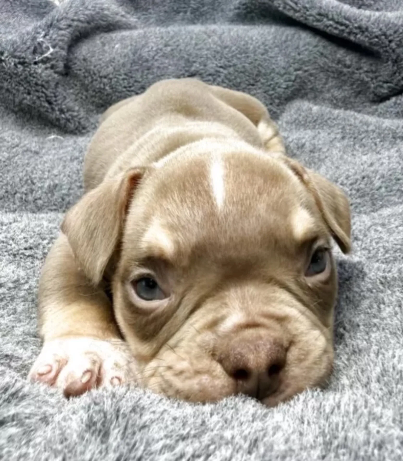 アメリカンブリー