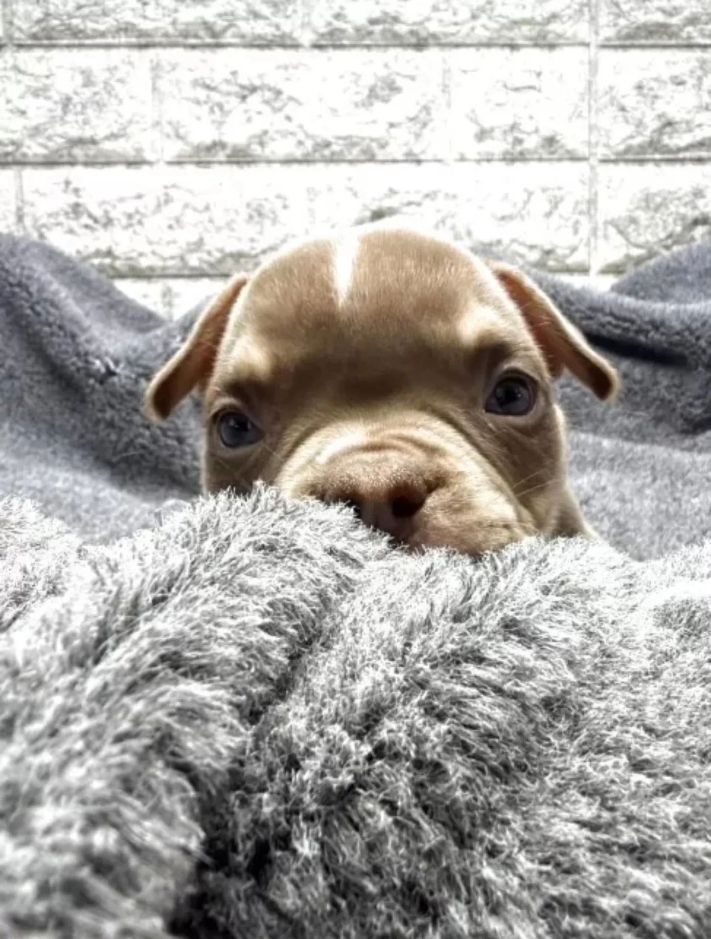 アメリカンブリー