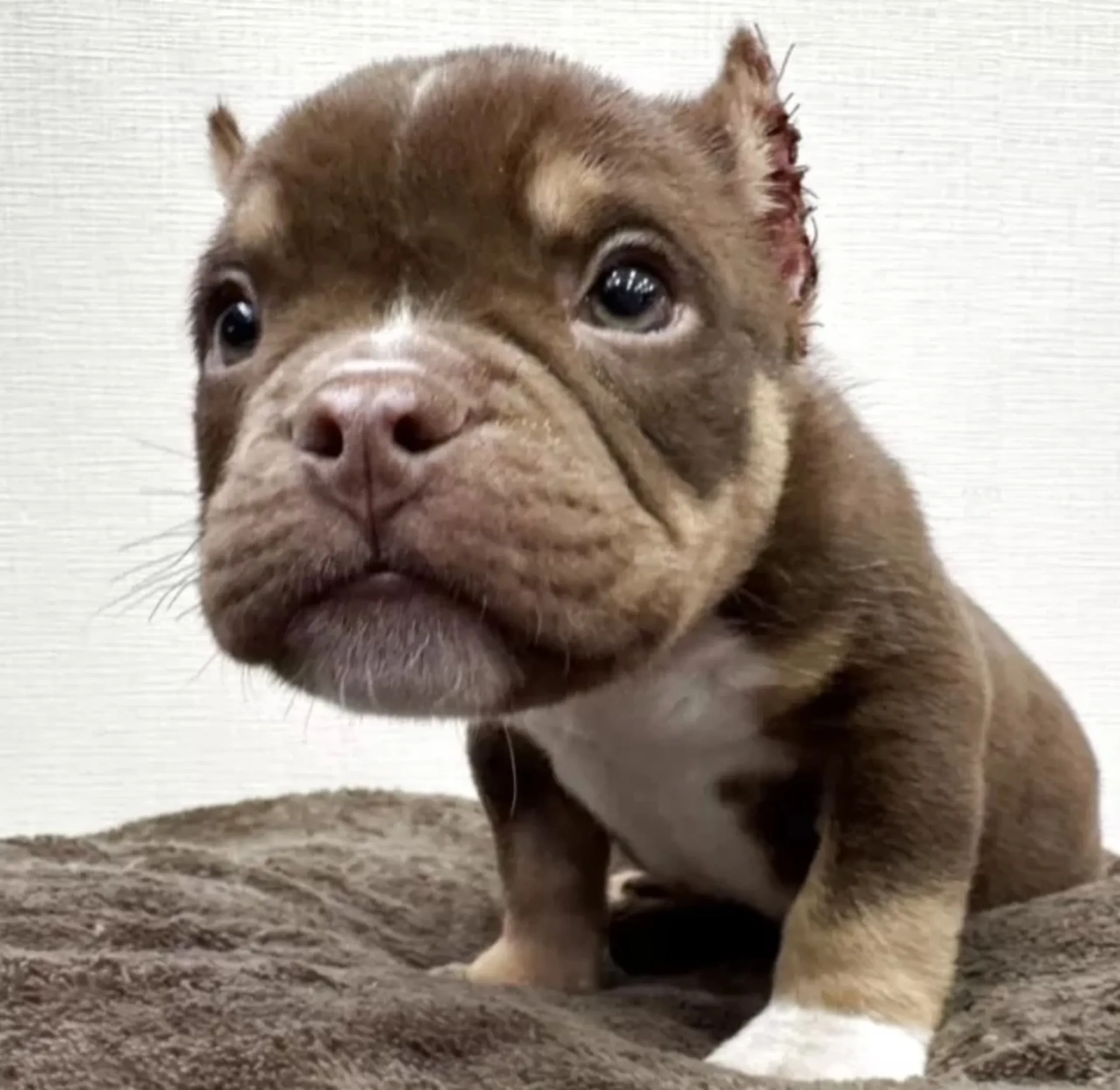 アメリカンブリー