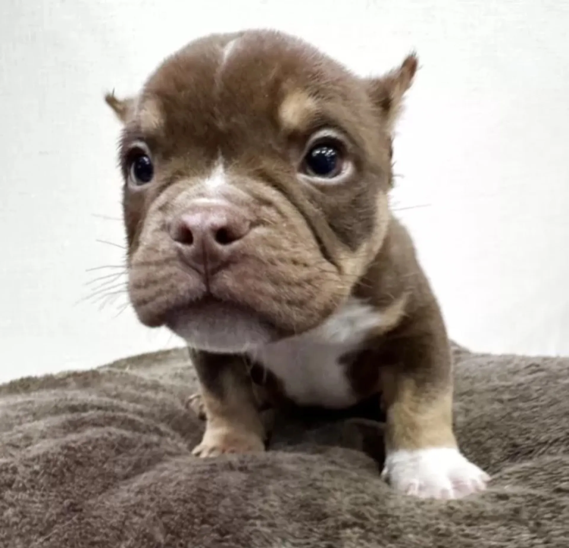 アメリカンブリー